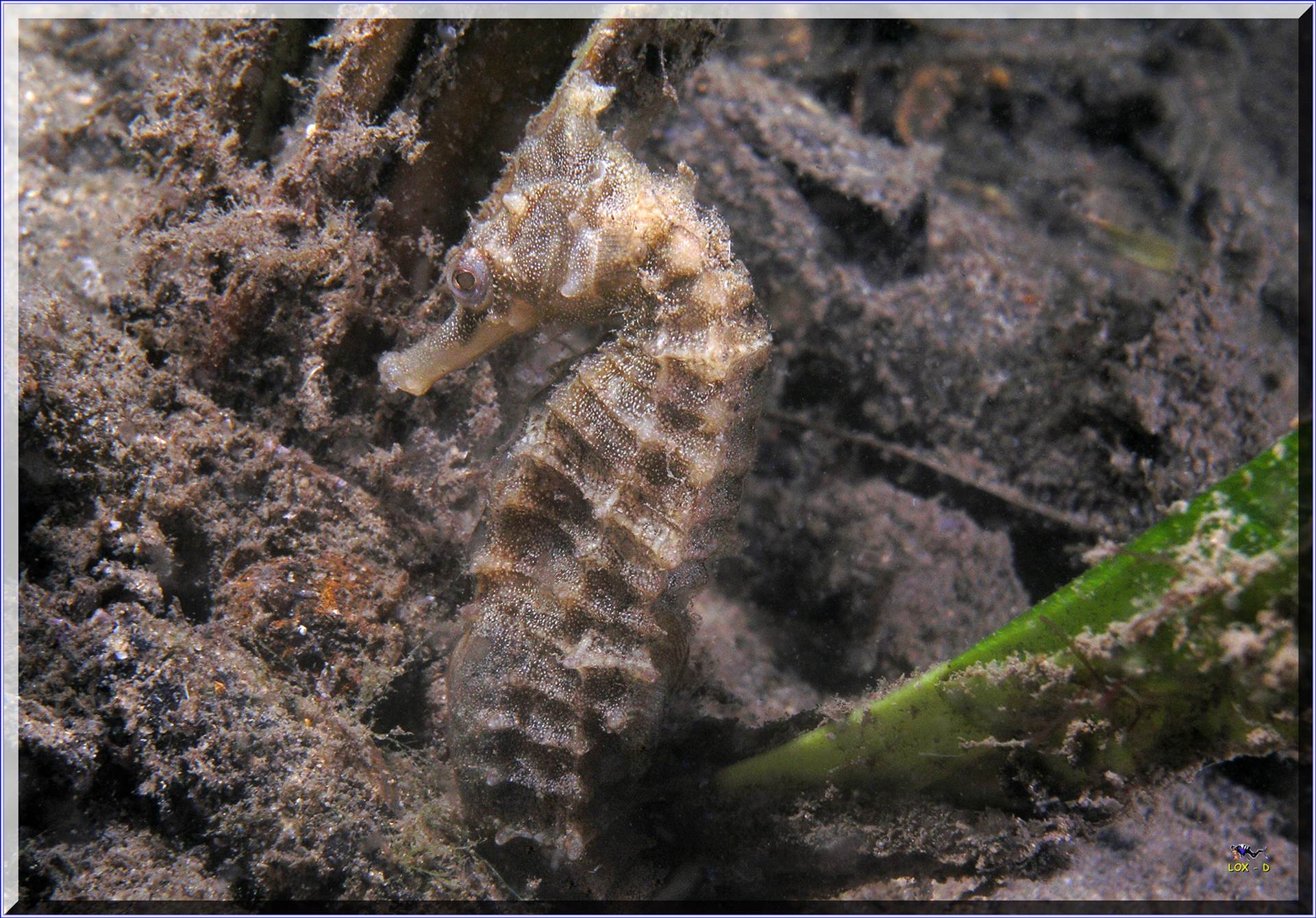 LoxPix Sub-Aqua Image