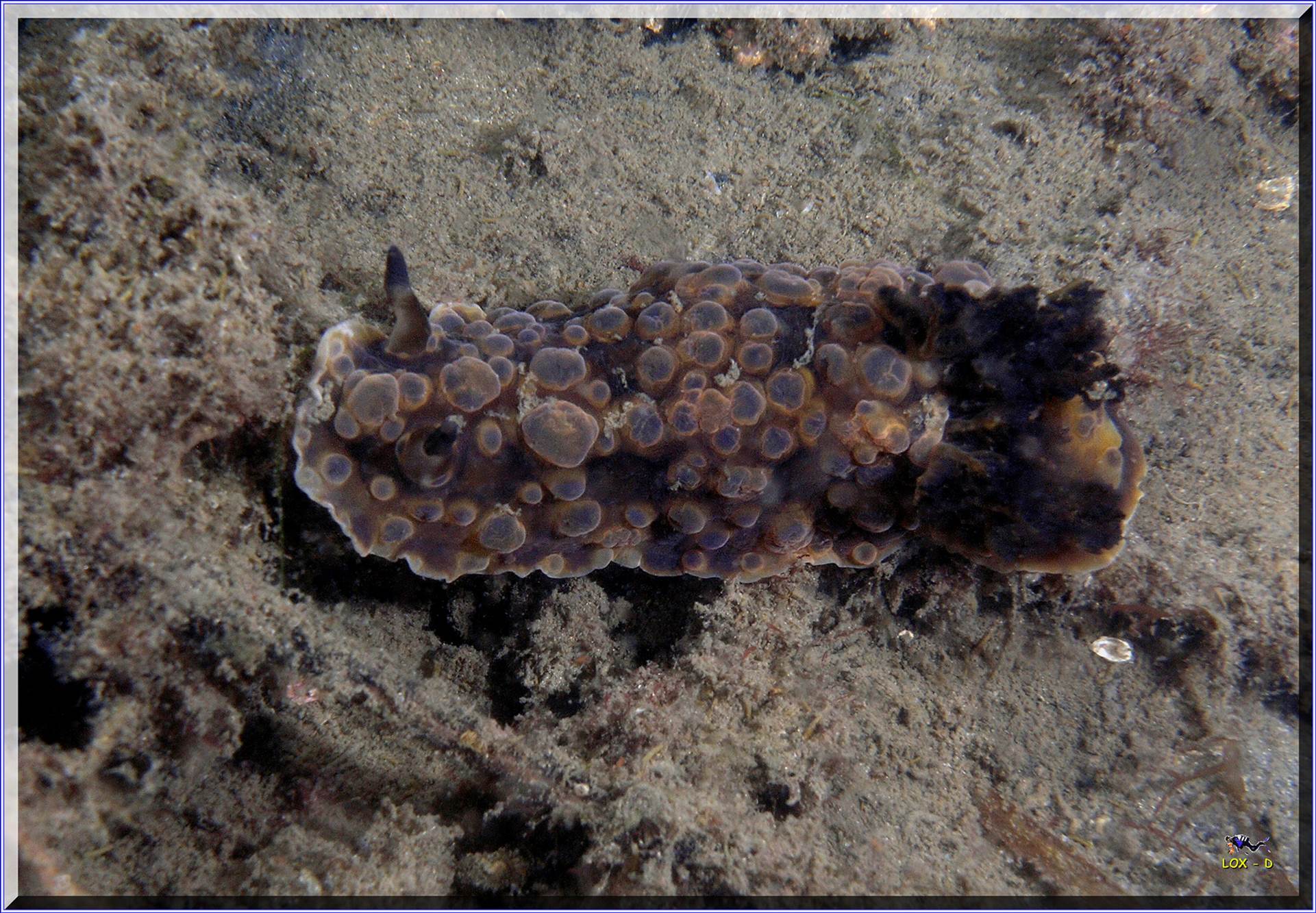 LoxPix Sub-Aqua Image