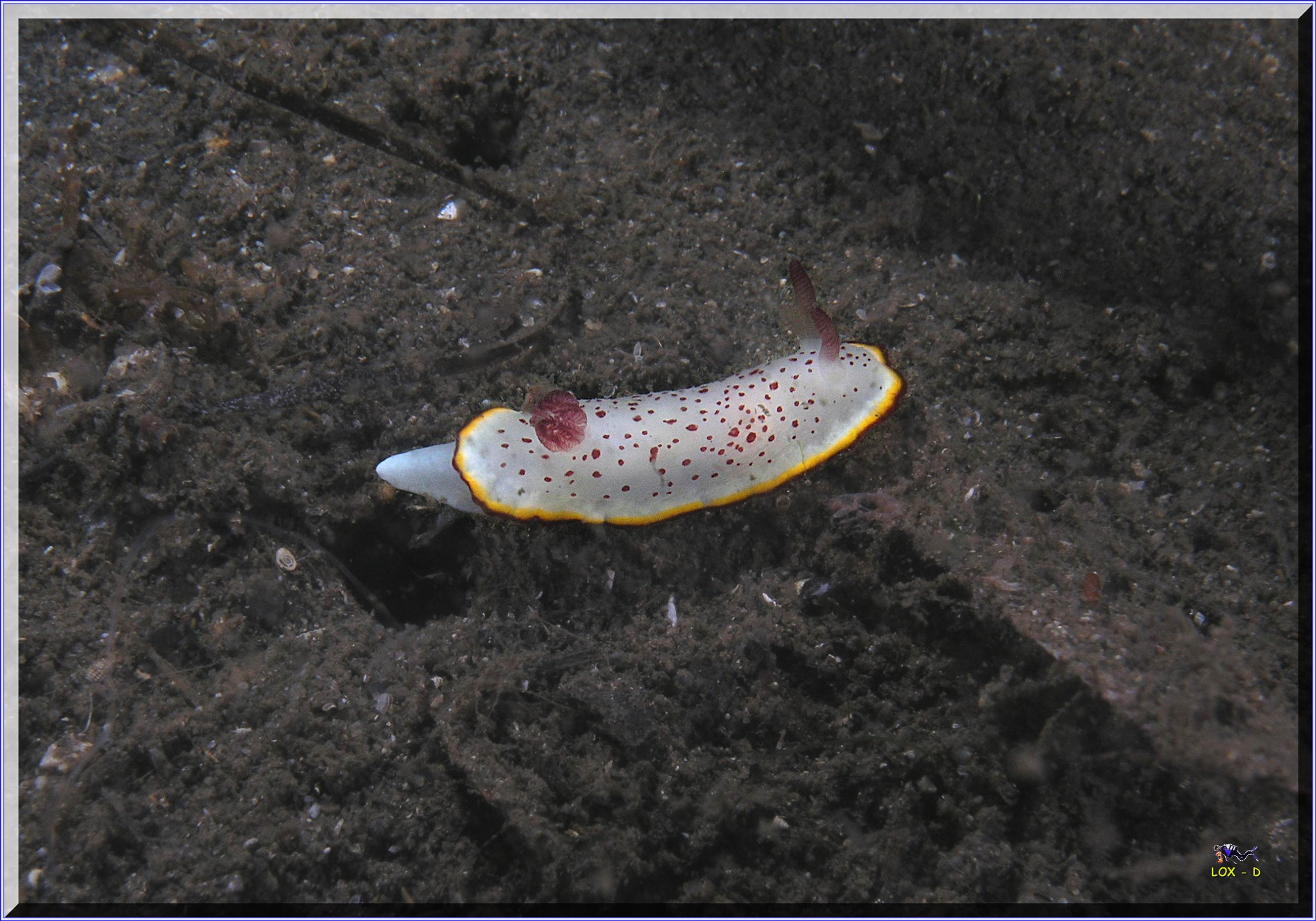 LoxPix Sub-Aqua Image