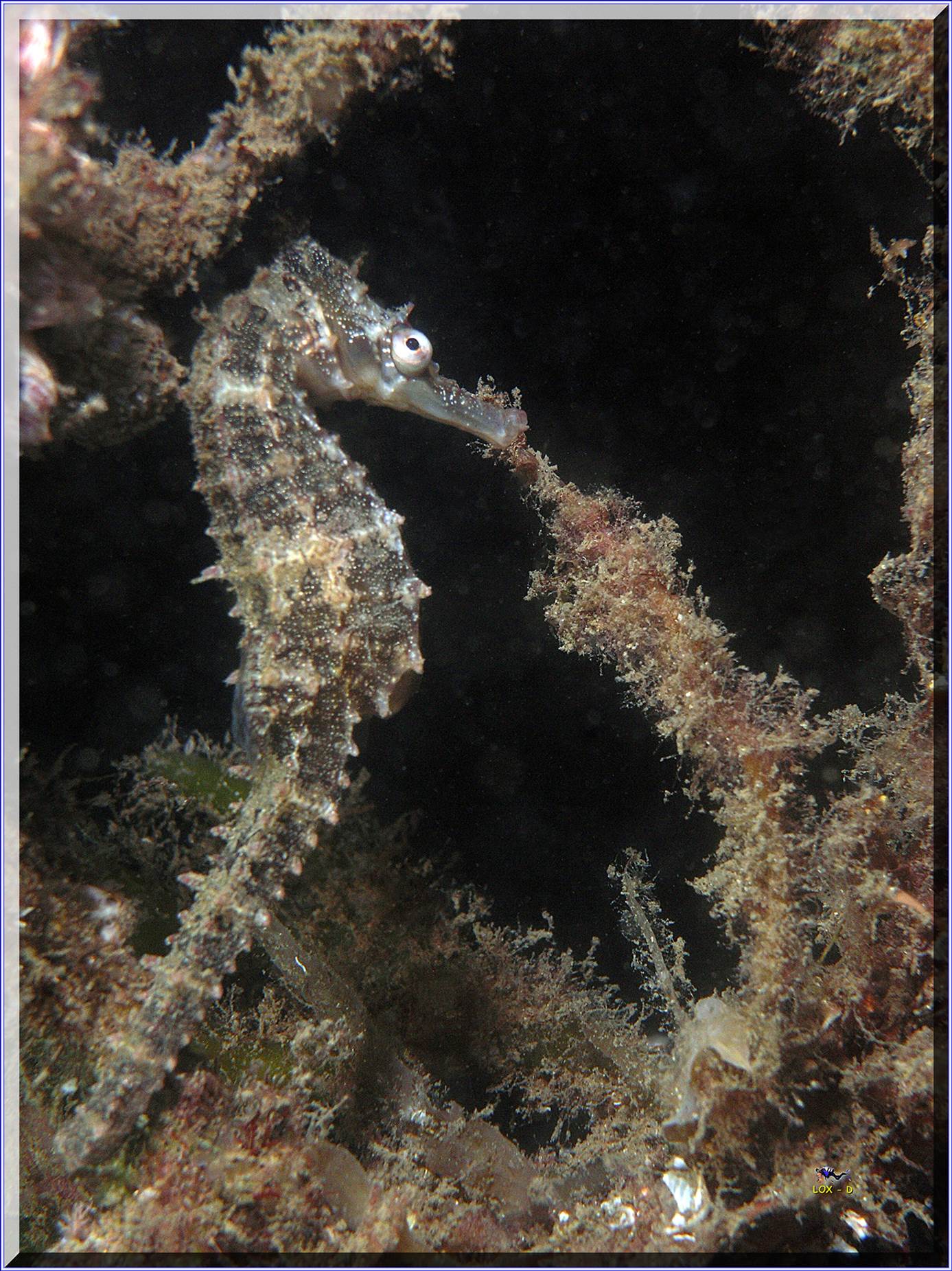 LoxPix Sub-Aqua Image