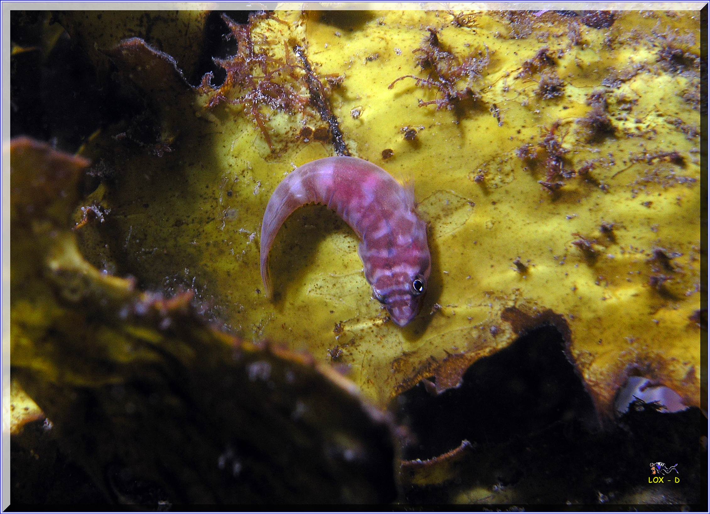 LoxPix Sub-Aqua Image