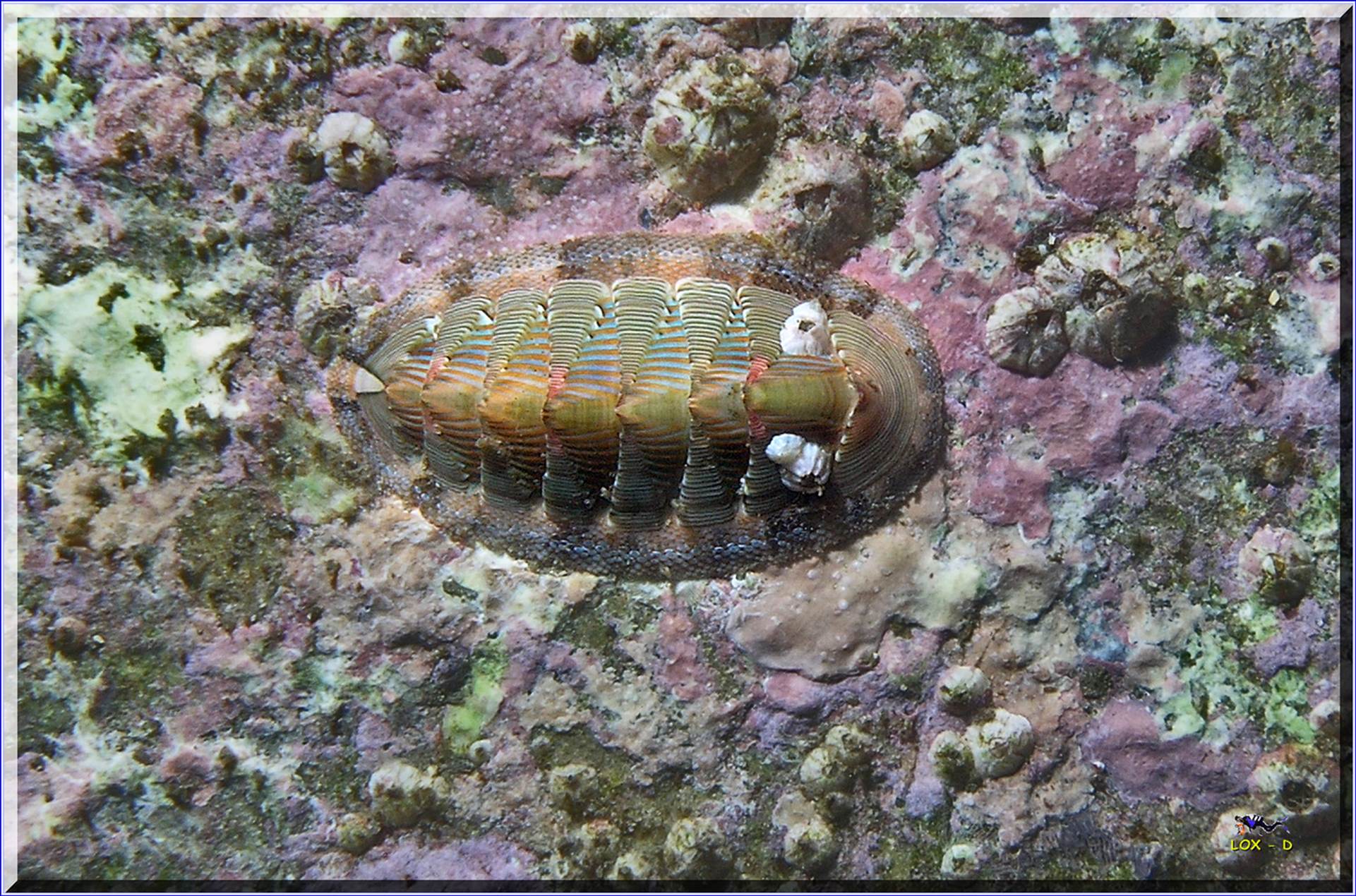 LoxPix Sub-Aqua Image