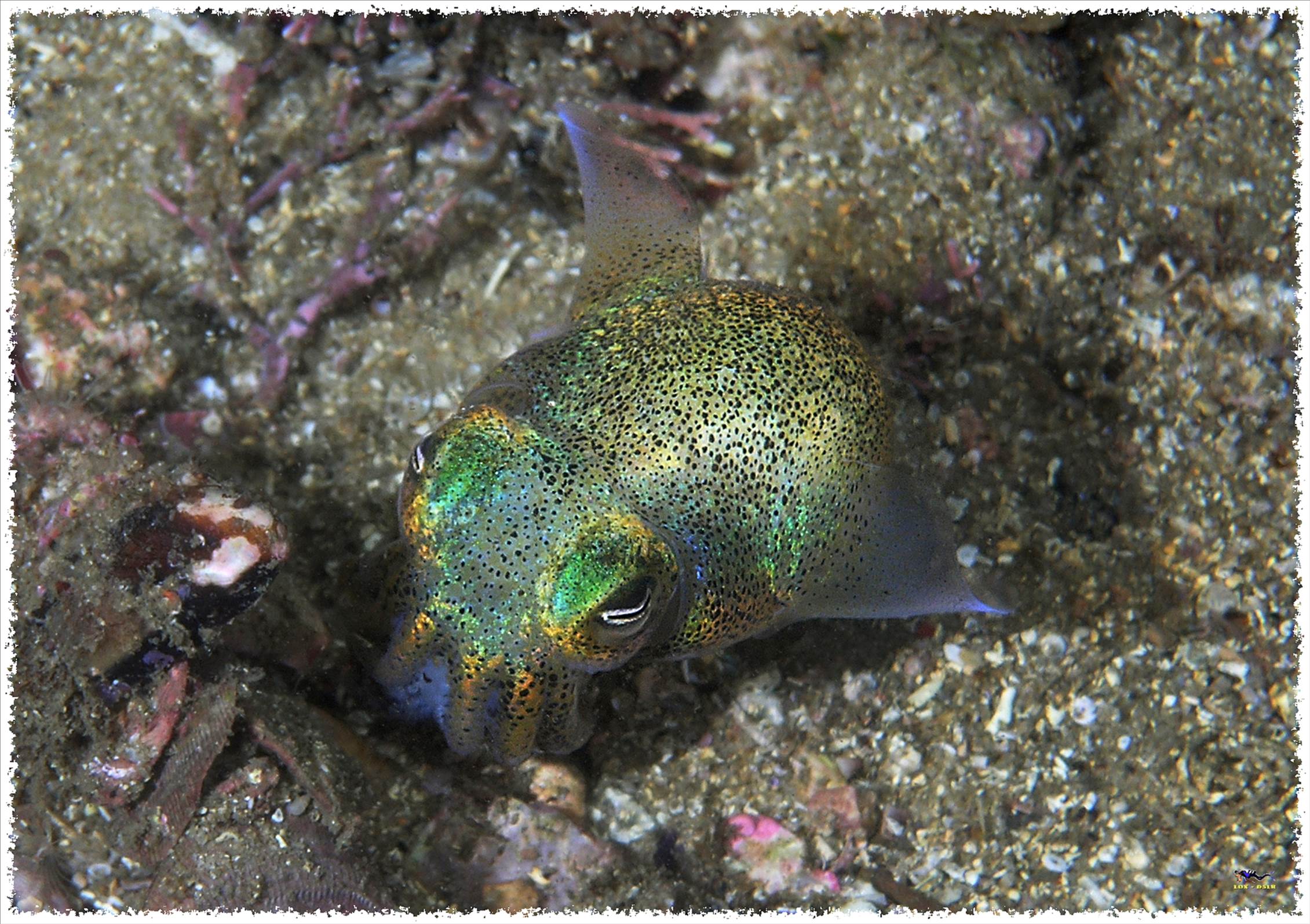 LoxPix Sub-Aqua Image