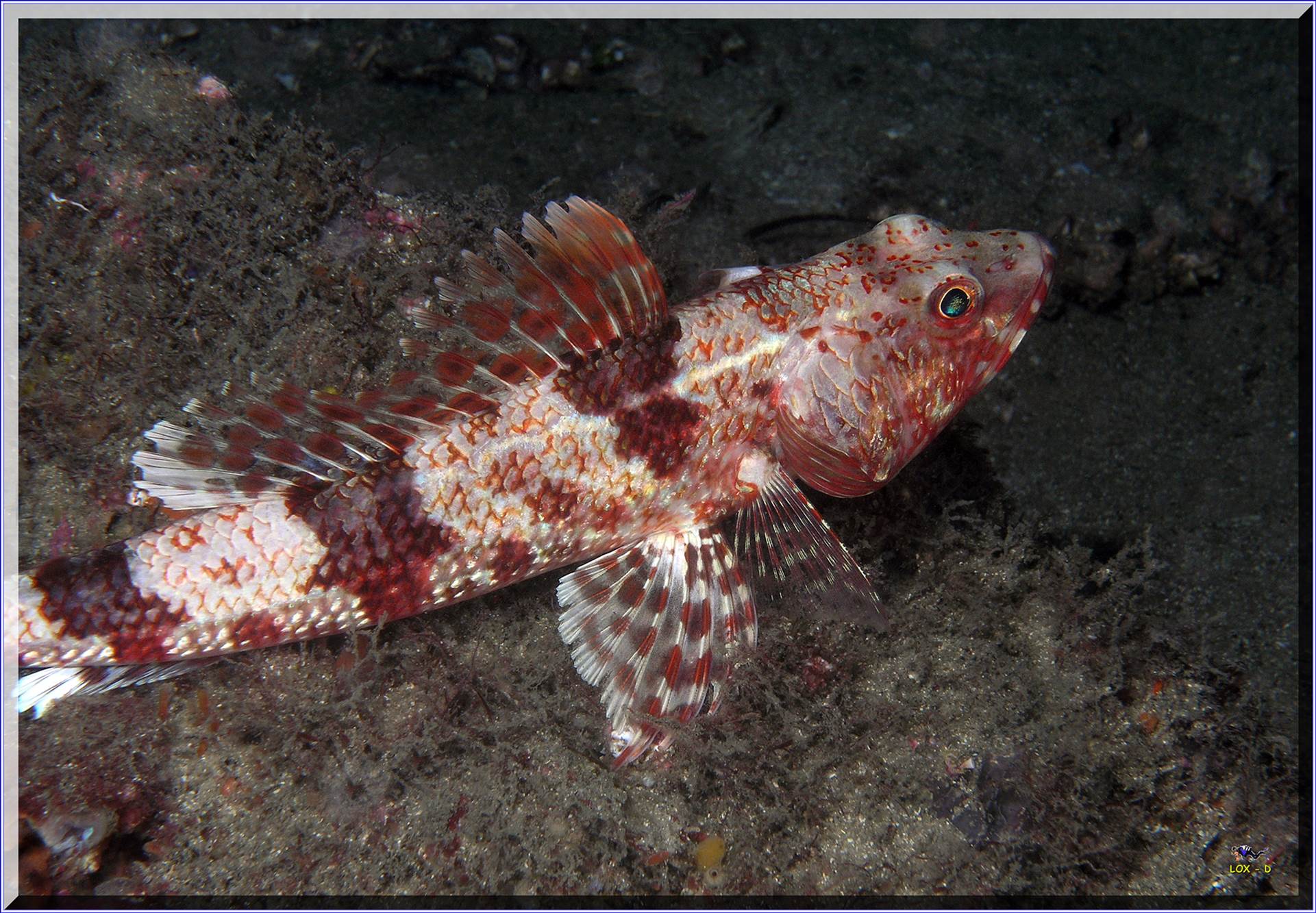 LoxPix Sub-Aqua Image