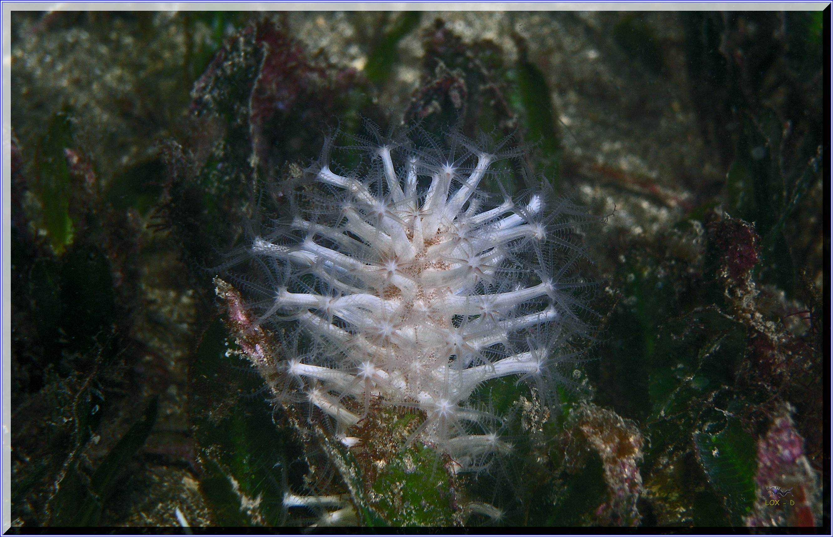 LoxPix Sub-Aqua Image