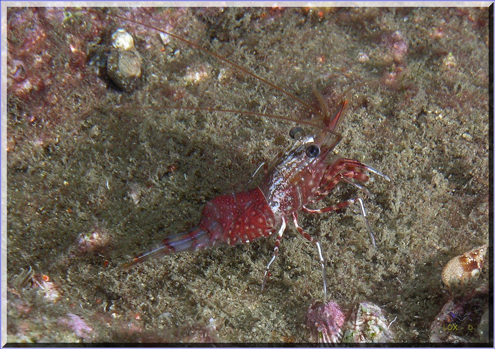 LoxPix Sub-Aqua Image