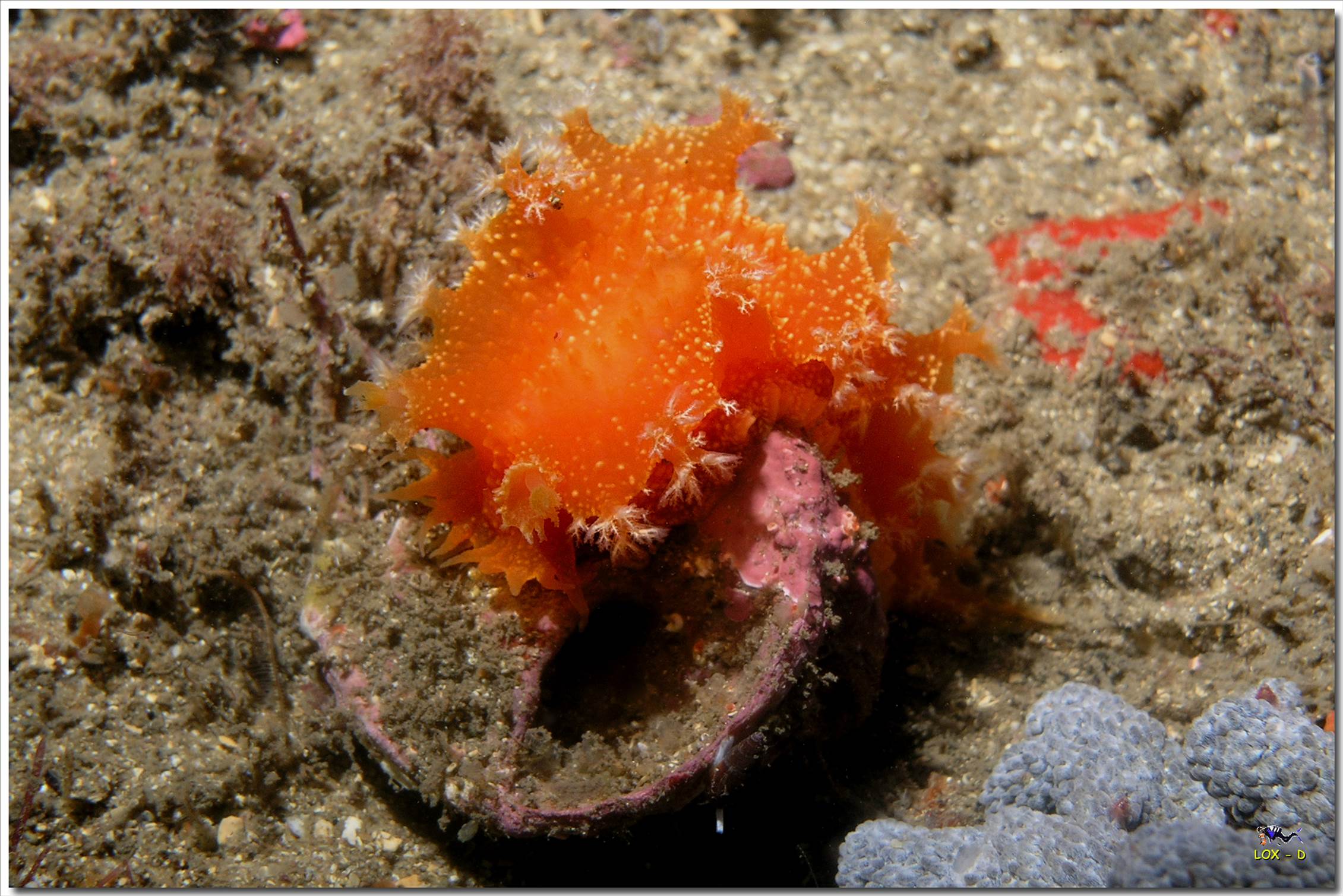 LoxPix Sub-Aqua Image