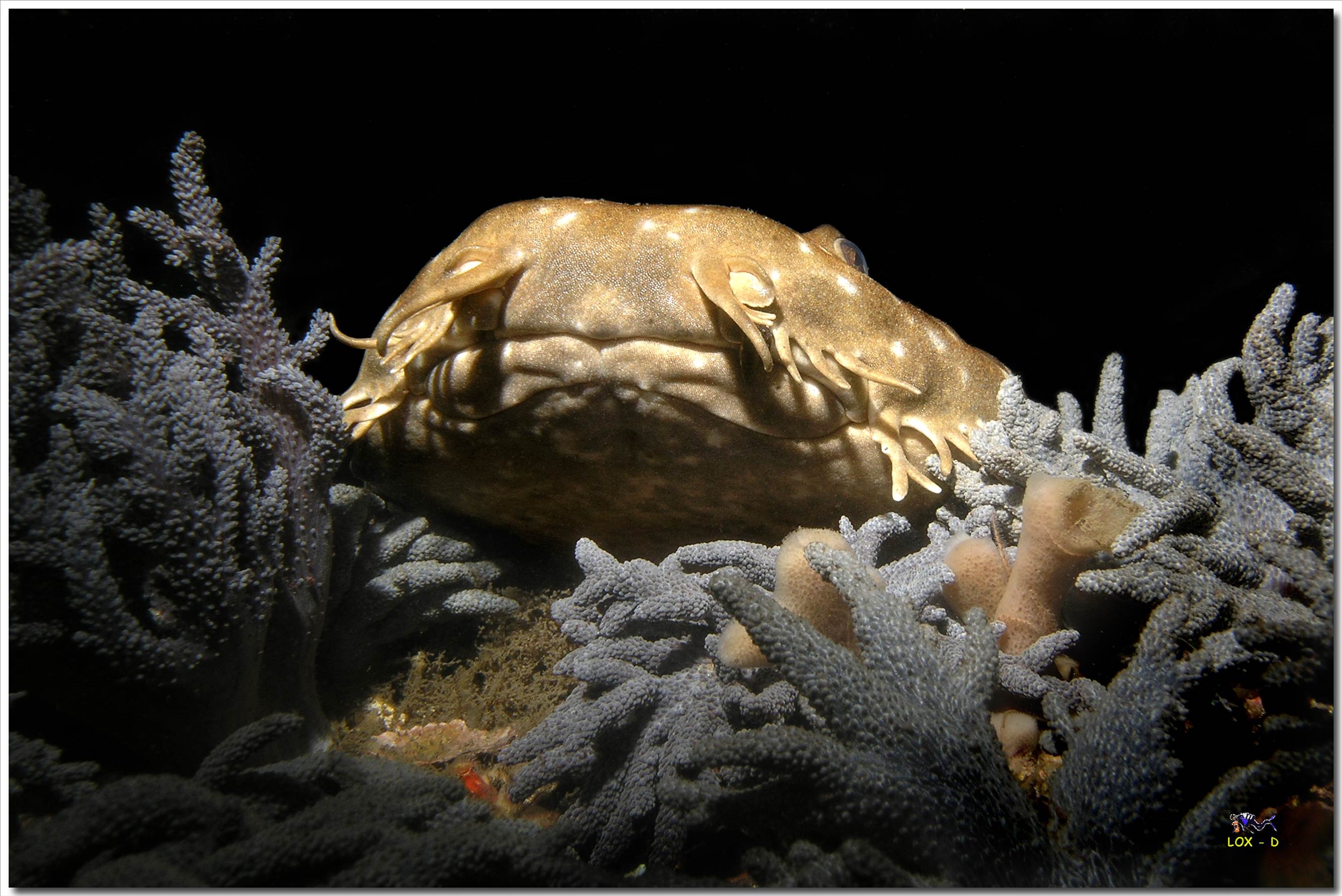 LoxPix Sub-Aqua Image