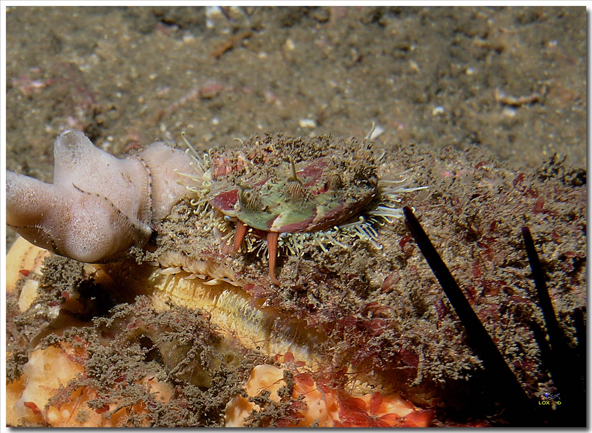 LoxPix Sub-Aqua Image