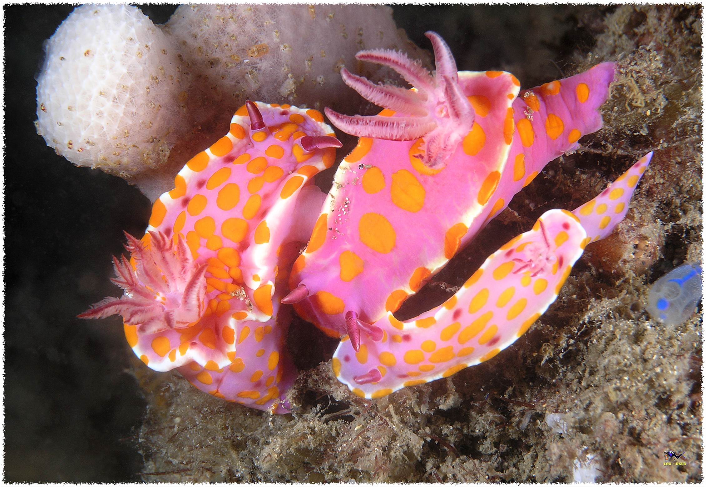 LoxPix Sub-Aqua Image