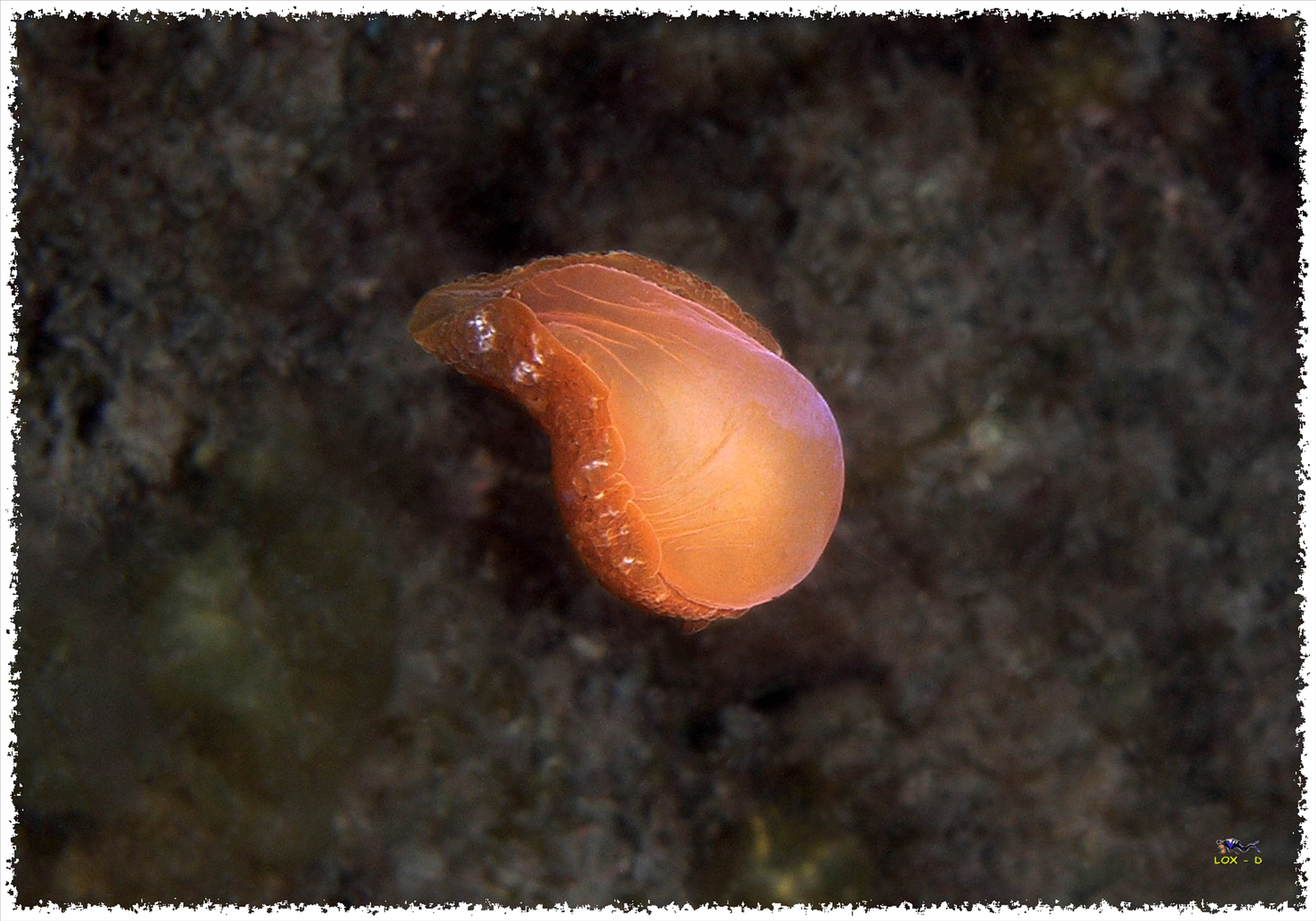 LoxPix Sub-Aqua Image