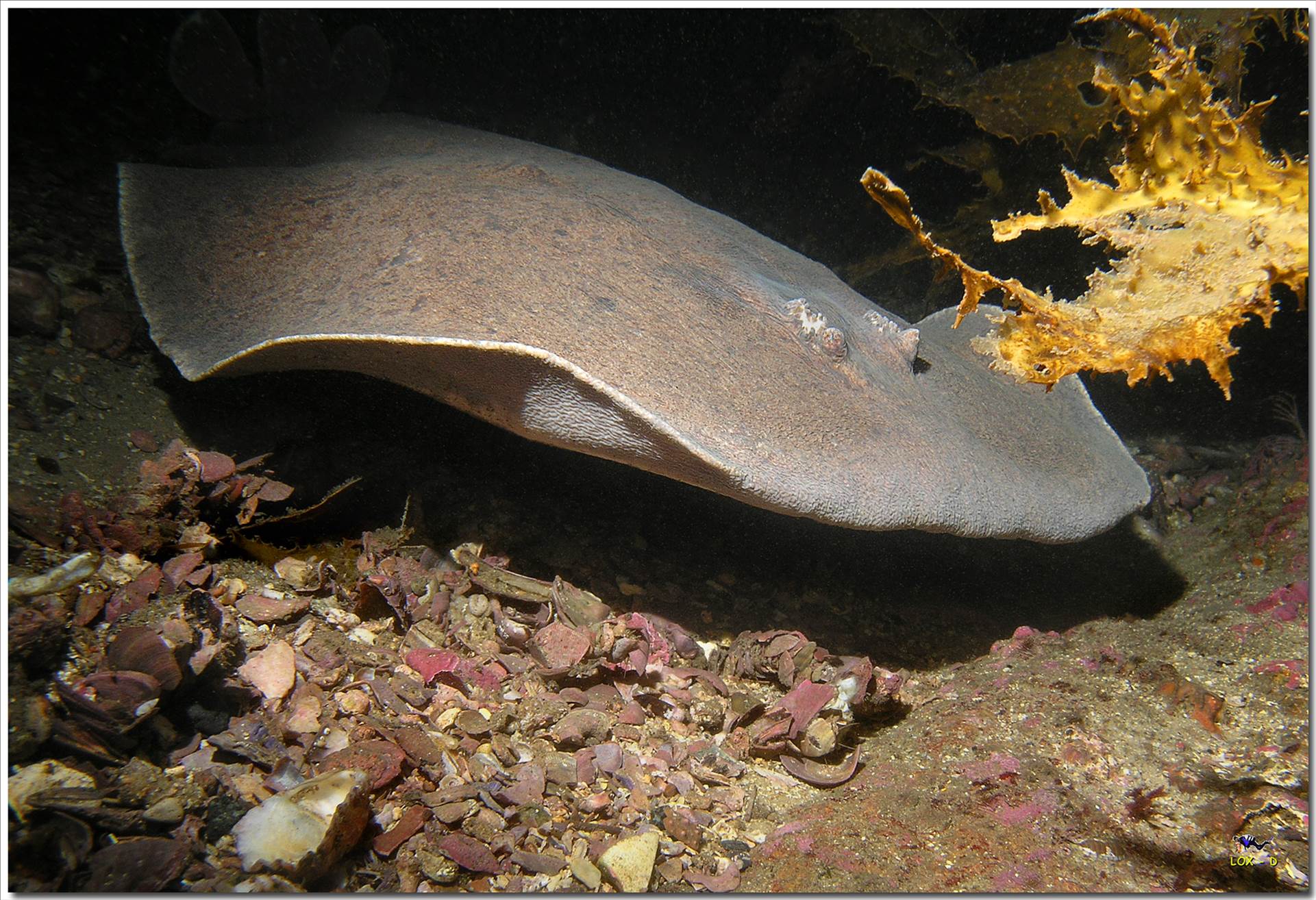 LoxPix Sub-Aqua Image