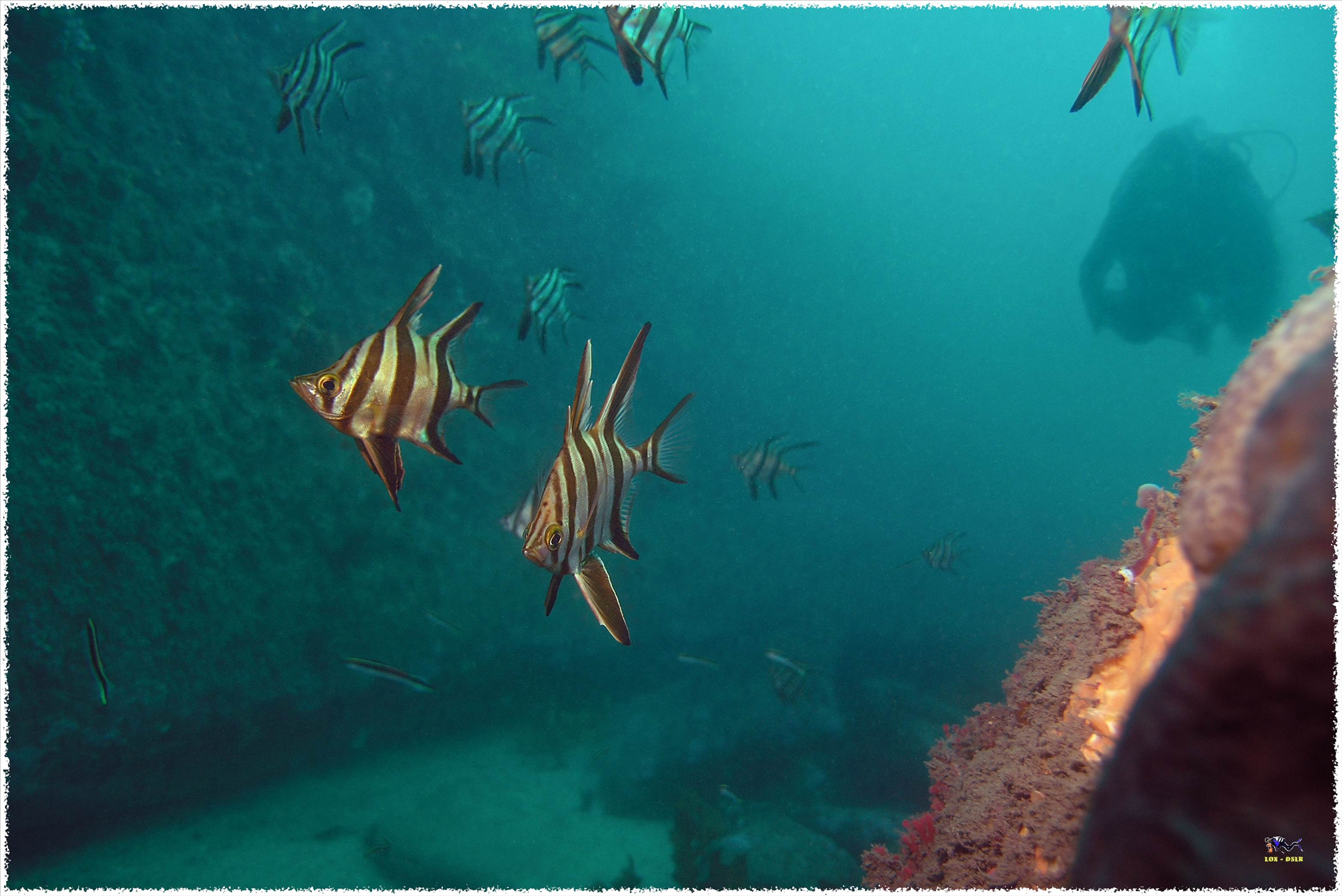 LoxPix Sub-Aqua Image