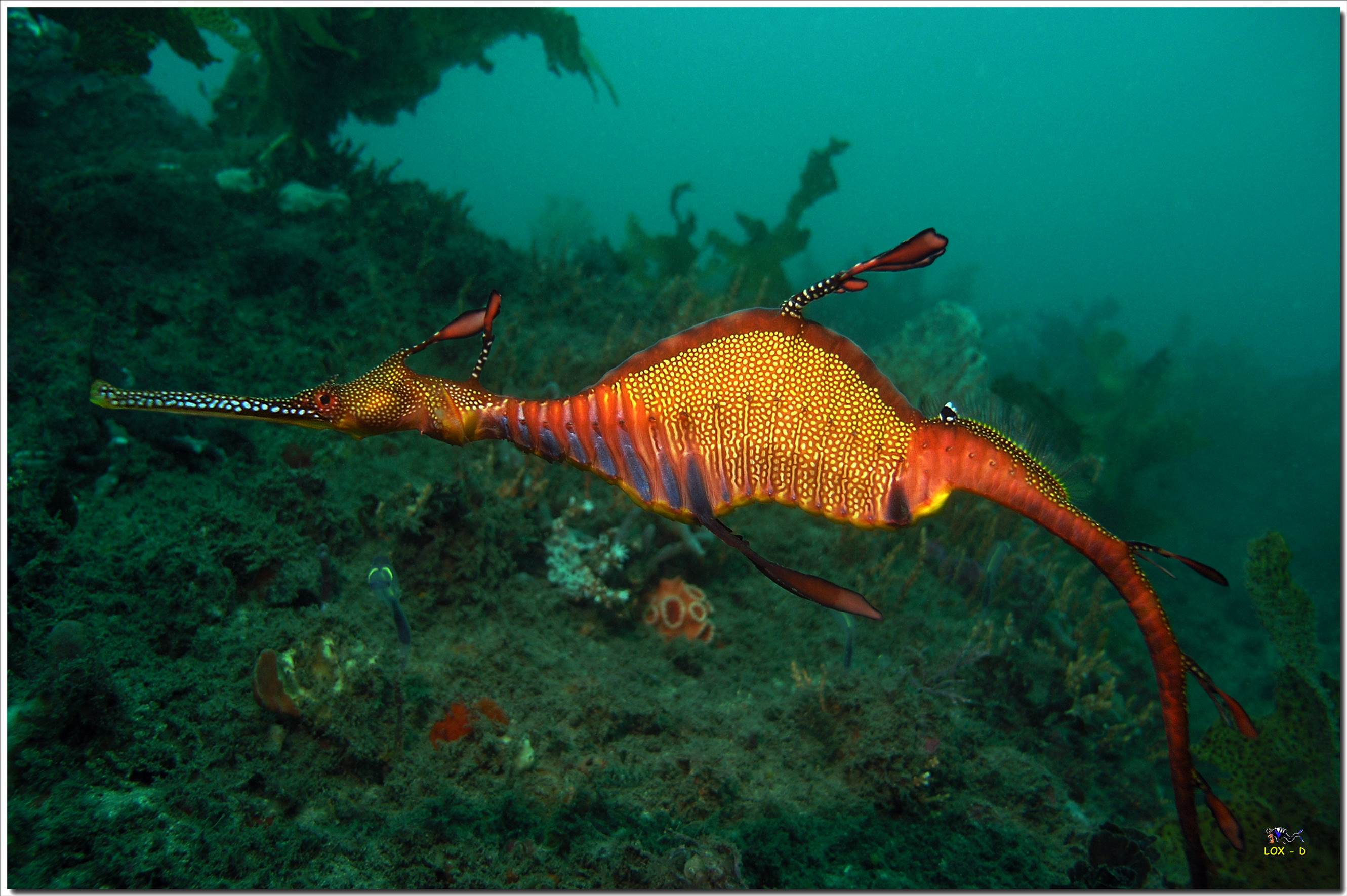 LoxPix Sub-Aqua Image