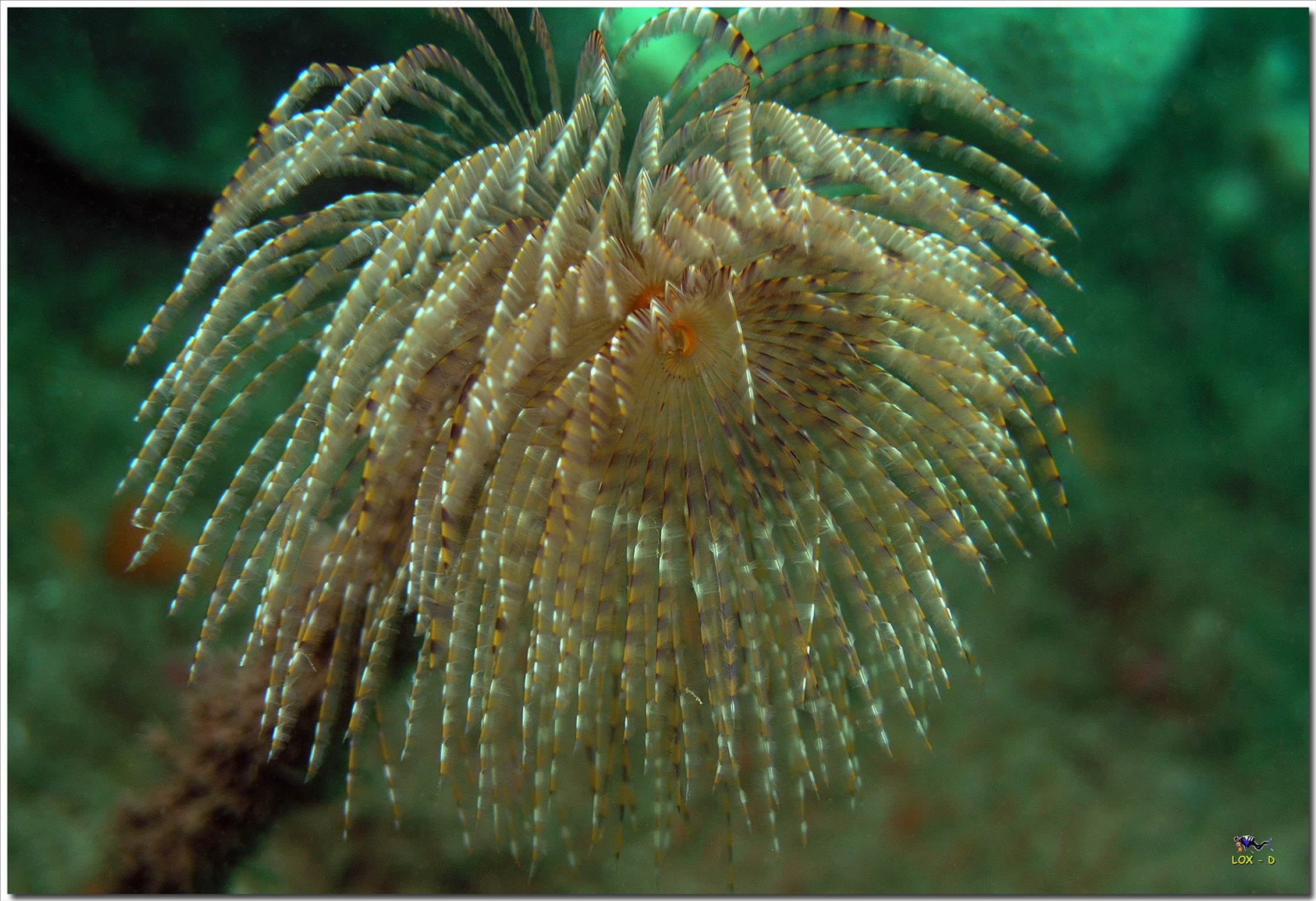 LoxPix Sub-Aqua Image