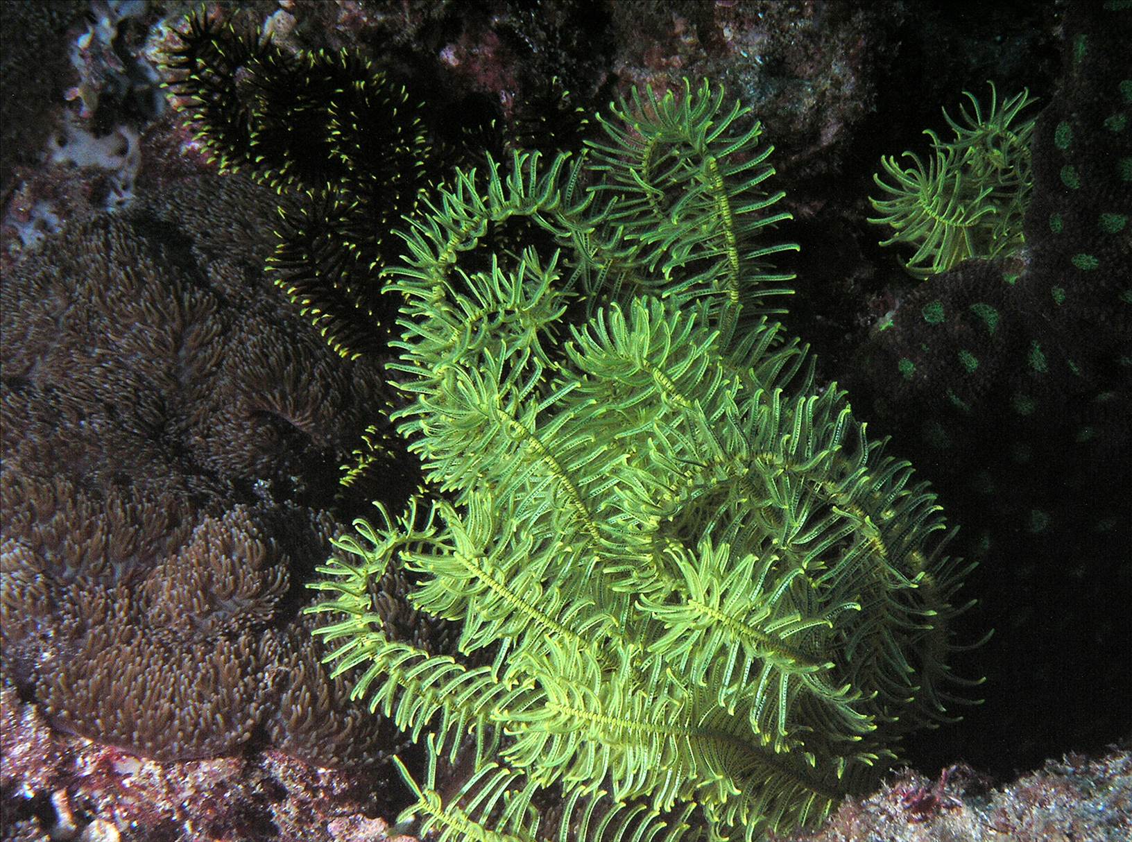 LoxPix Sub-Aqua Image