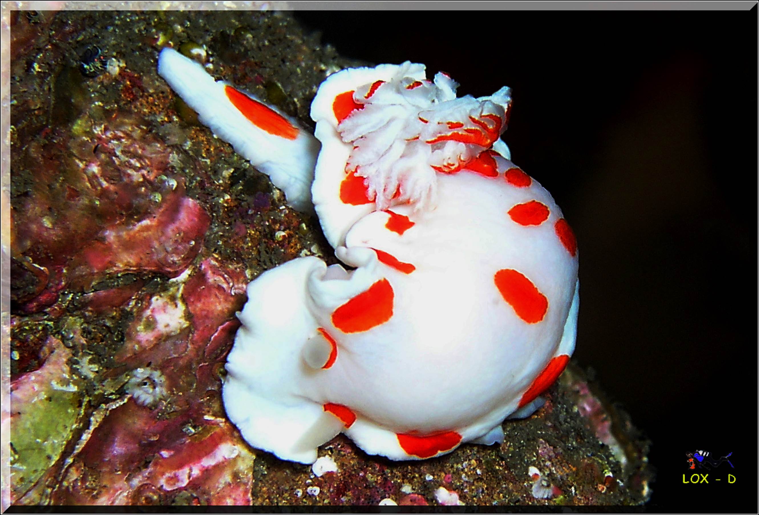 LoxPix Sub-Aqua Image