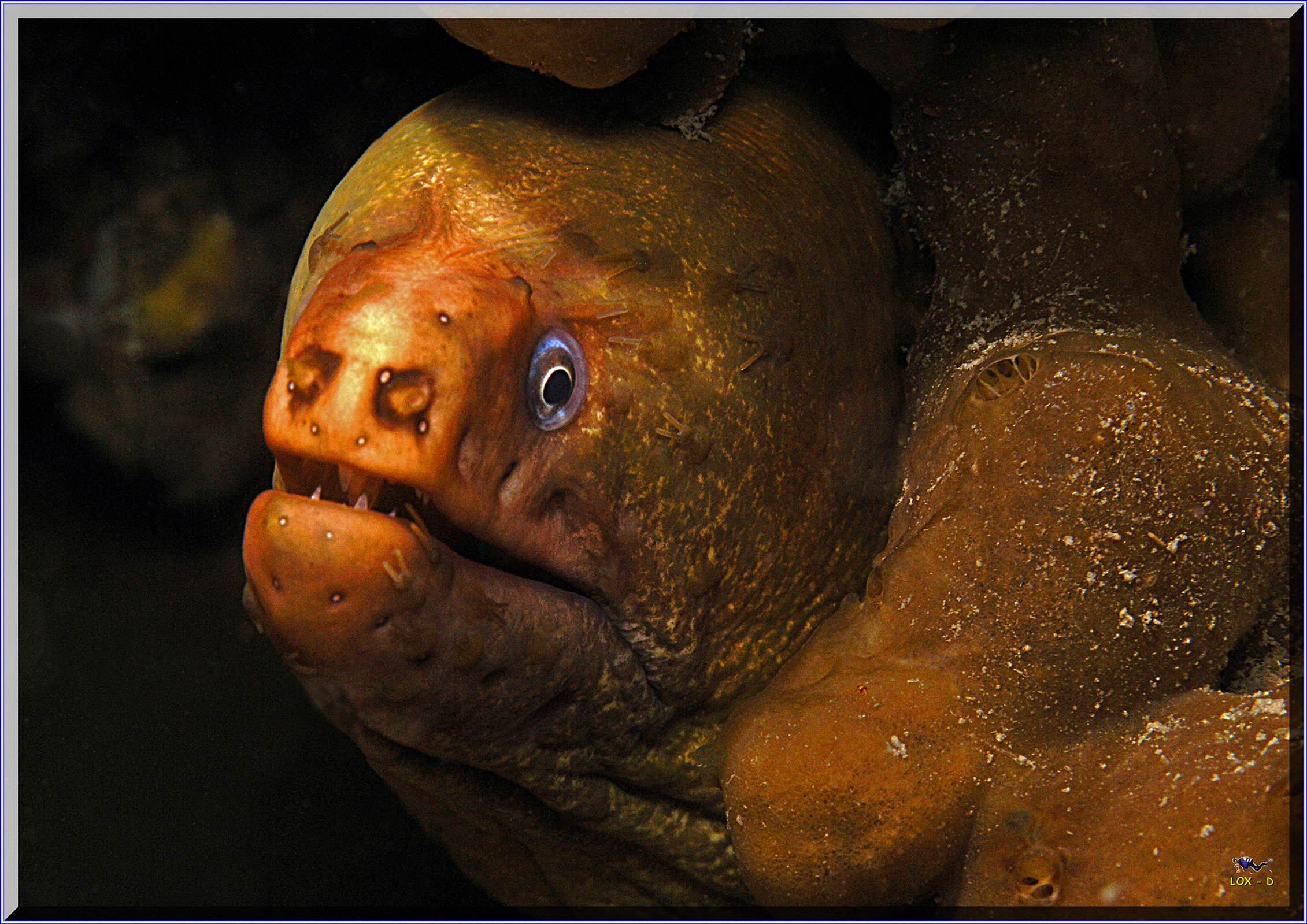 LoxPix Sub-Aqua Image