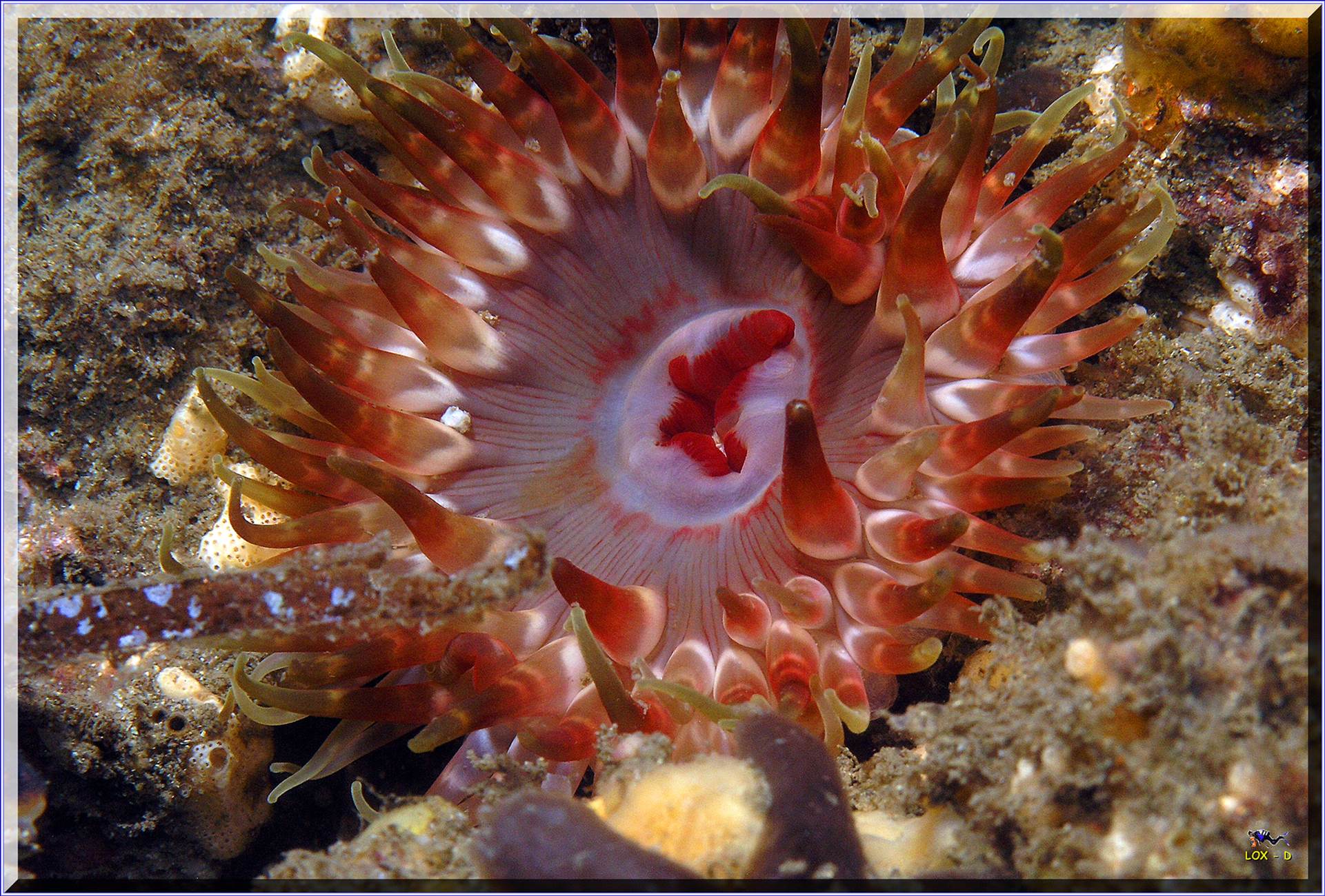 LoxPix Sub-Aqua Image