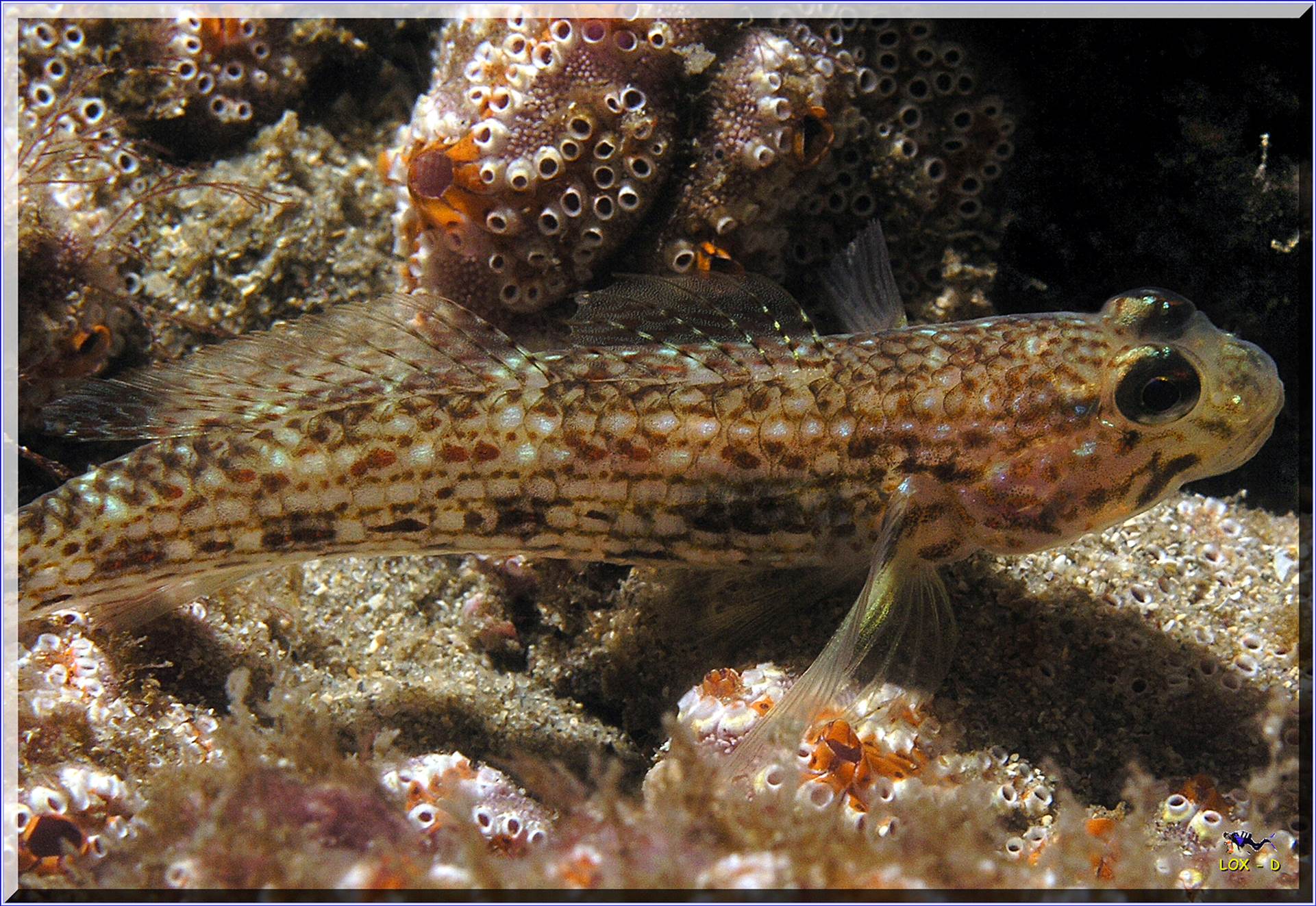 LoxPix Sub-Aqua Image