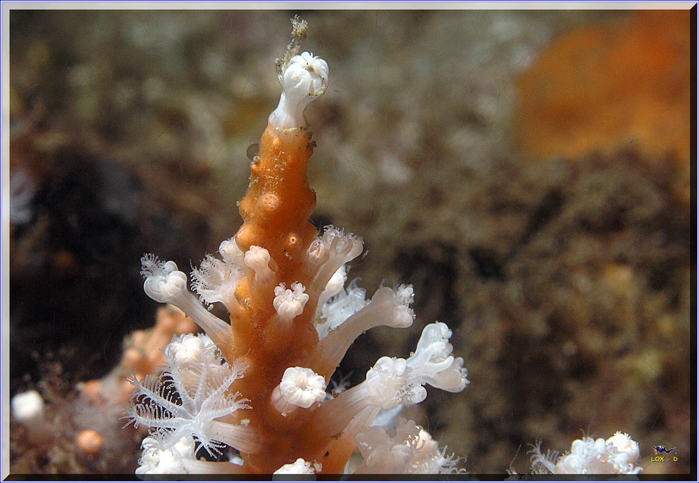 LoxPix Sub-Aqua Image