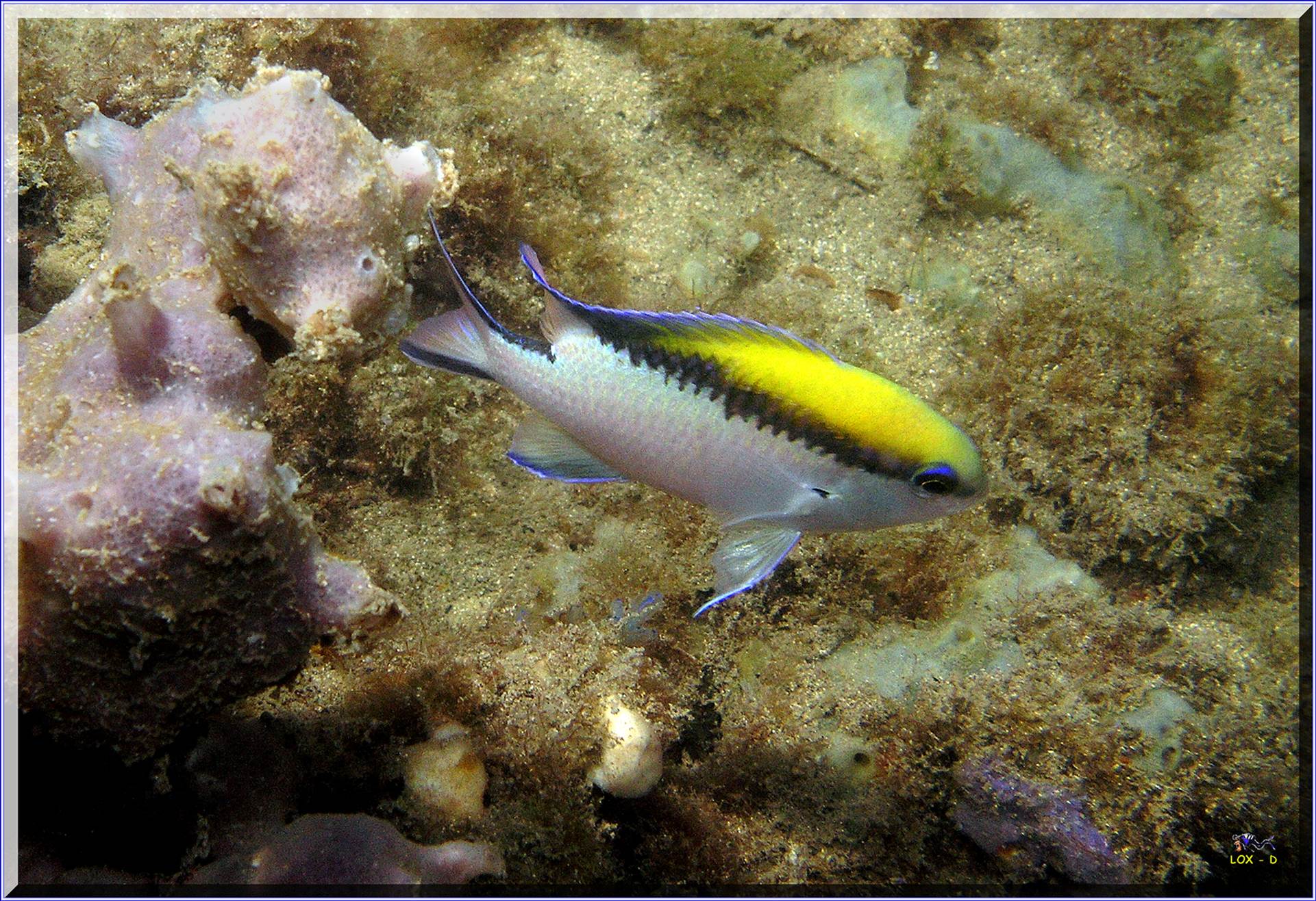 LoxPix Sub-Aqua Image