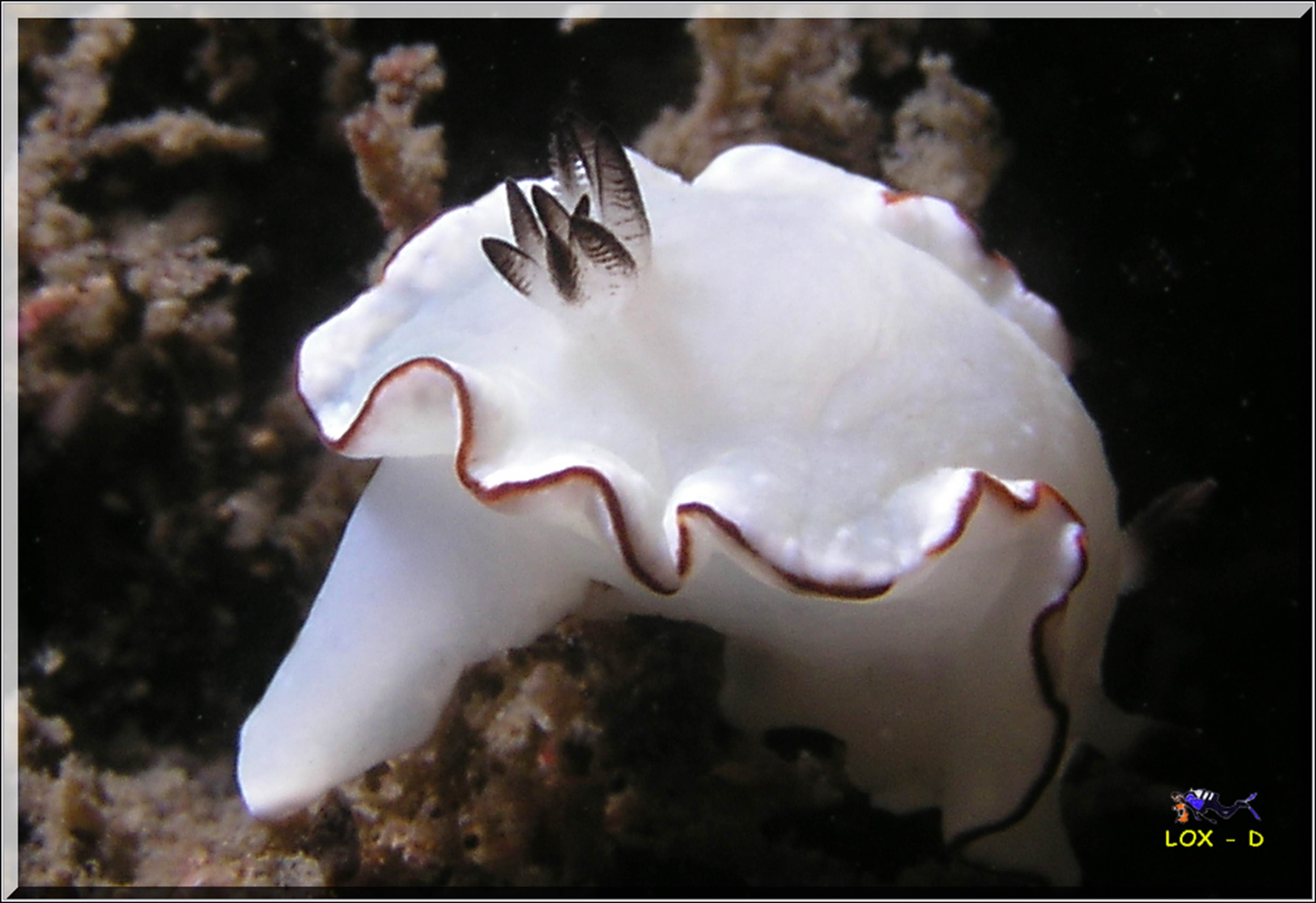 LoxPix Sub-Aqua Image