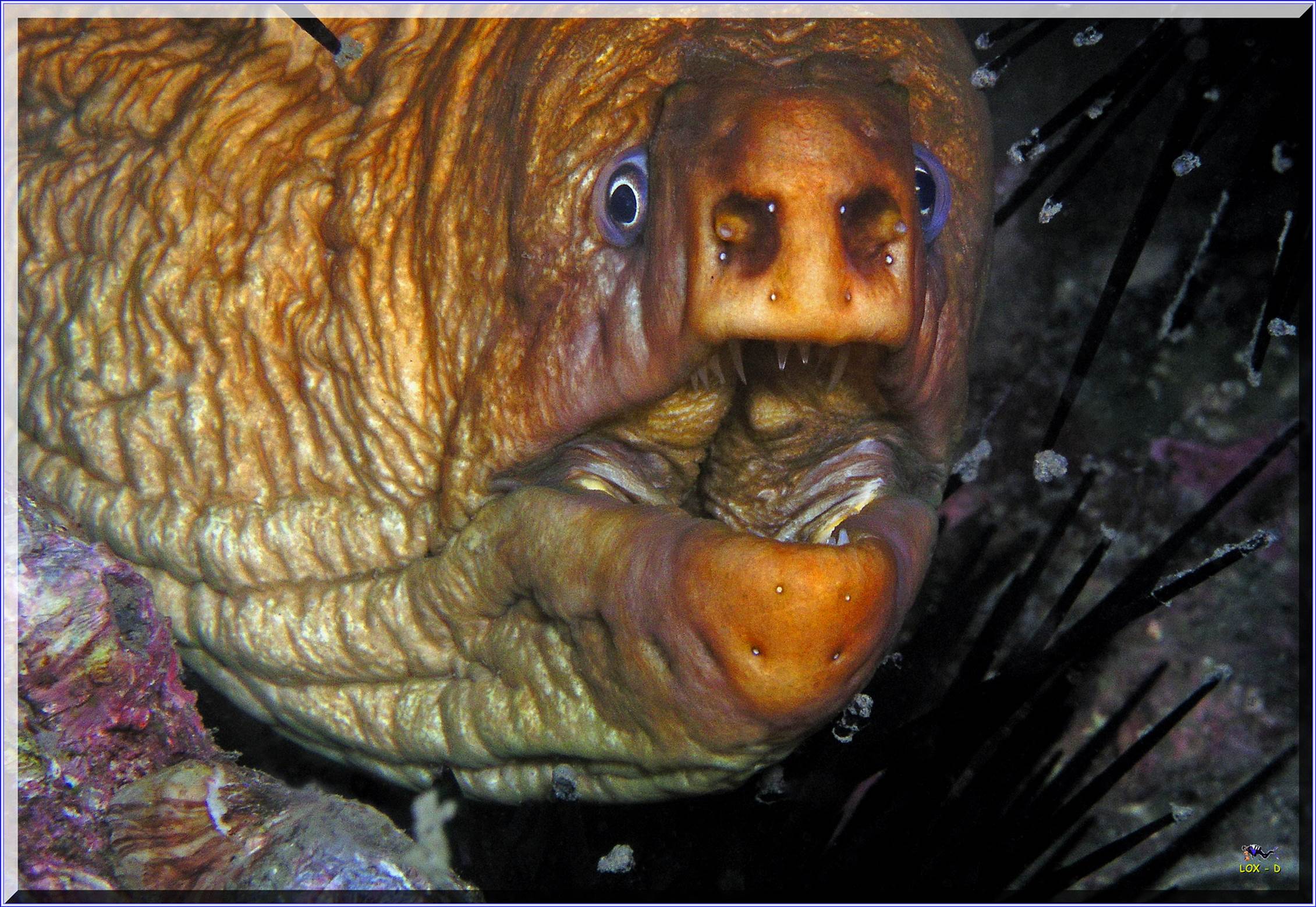 LoxPix Sub-Aqua Image