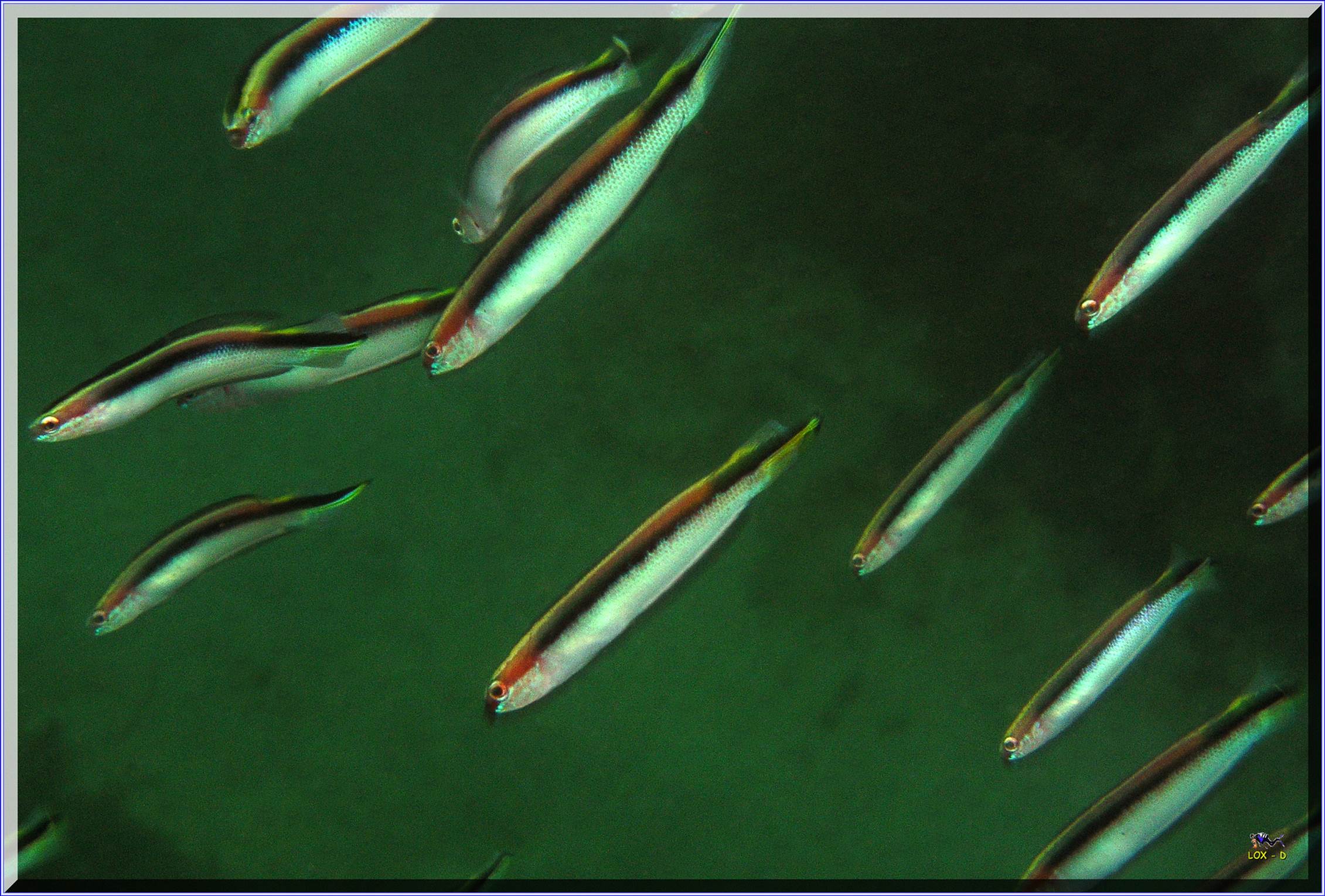 LoxPix Sub-Aqua Image