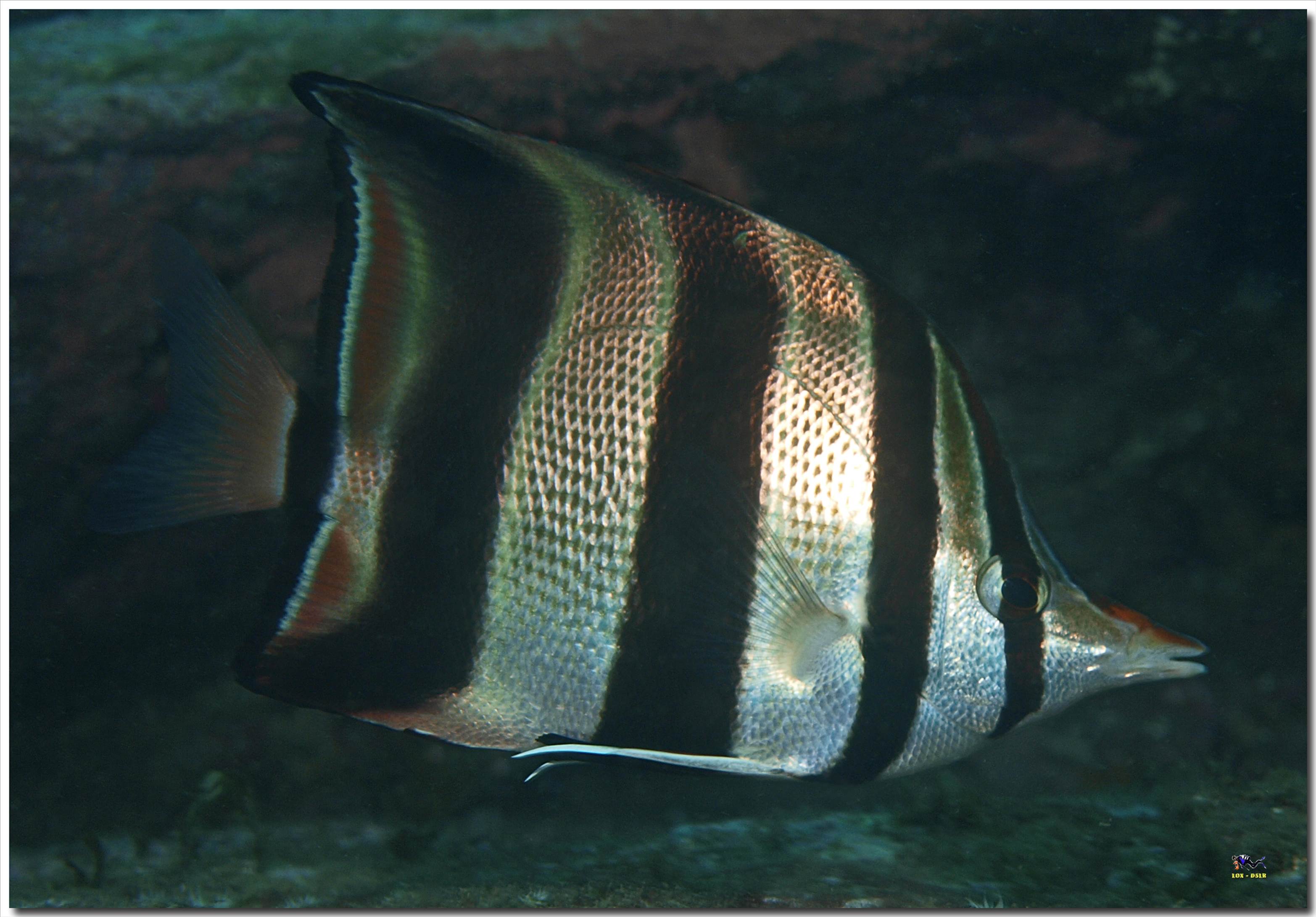 LoxPix Sub-Aqua Image