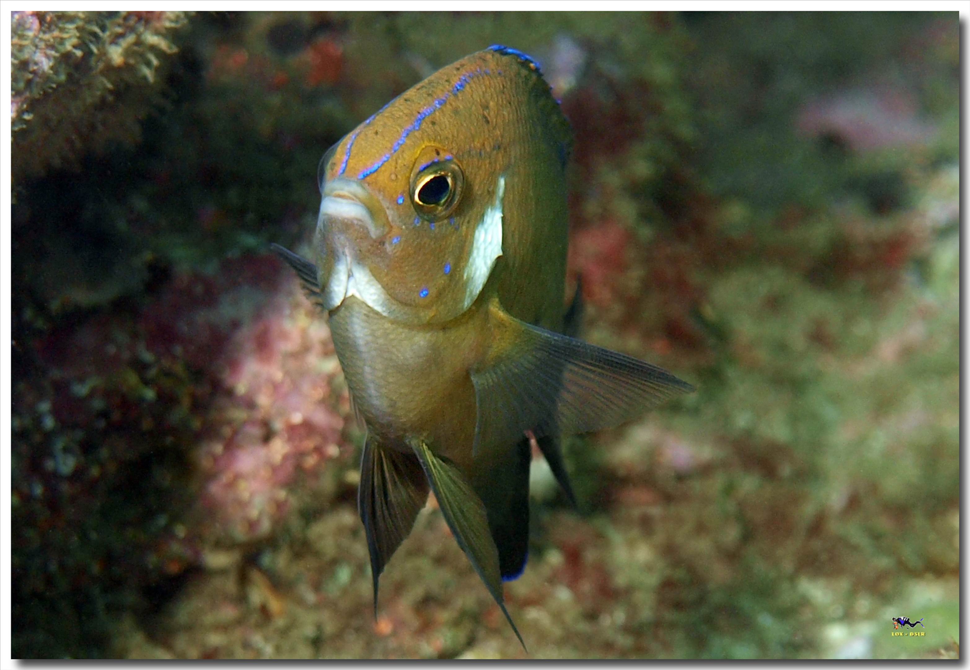 LoxPix Sub-Aqua Image