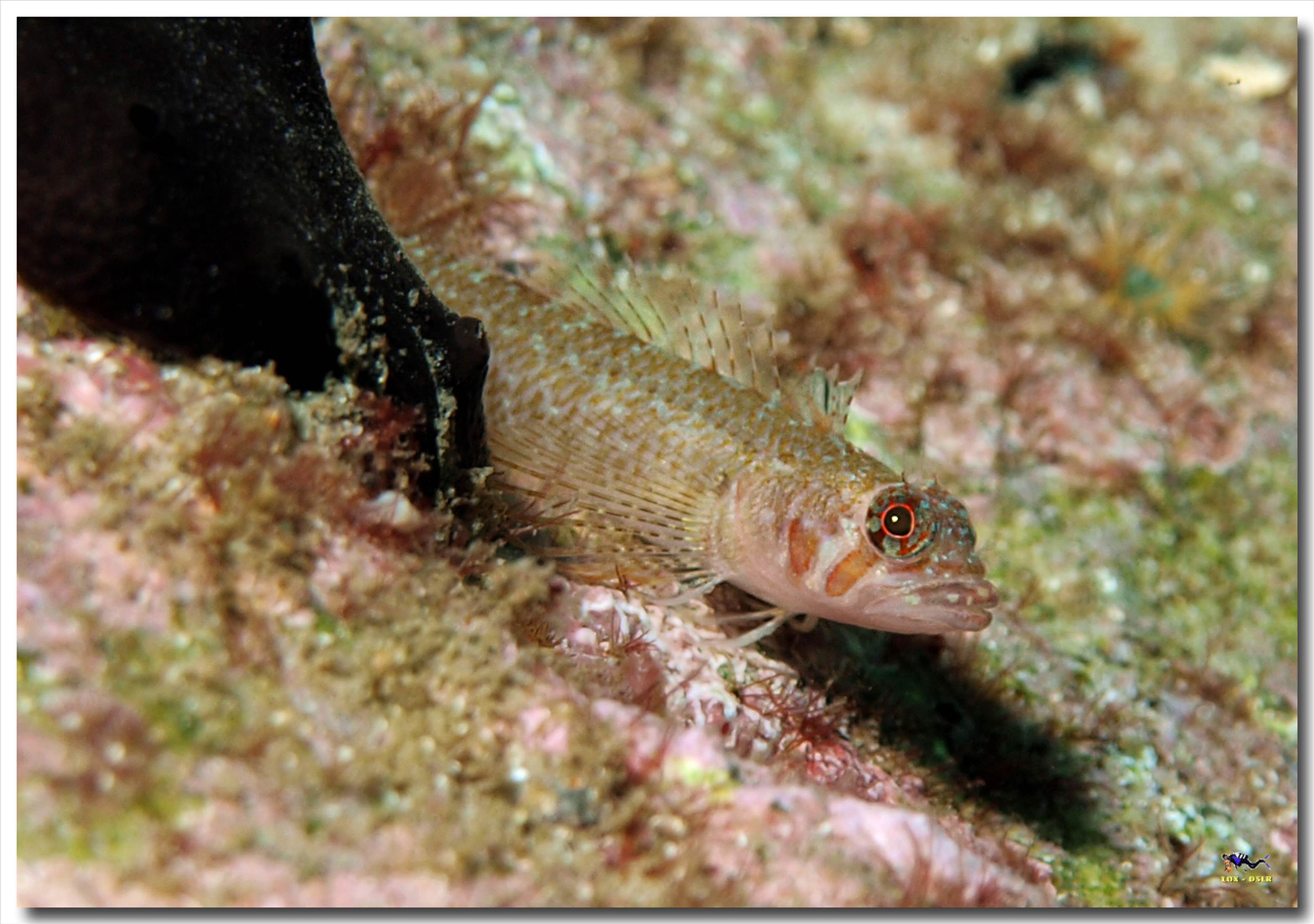 LoxPix Sub-Aqua Image