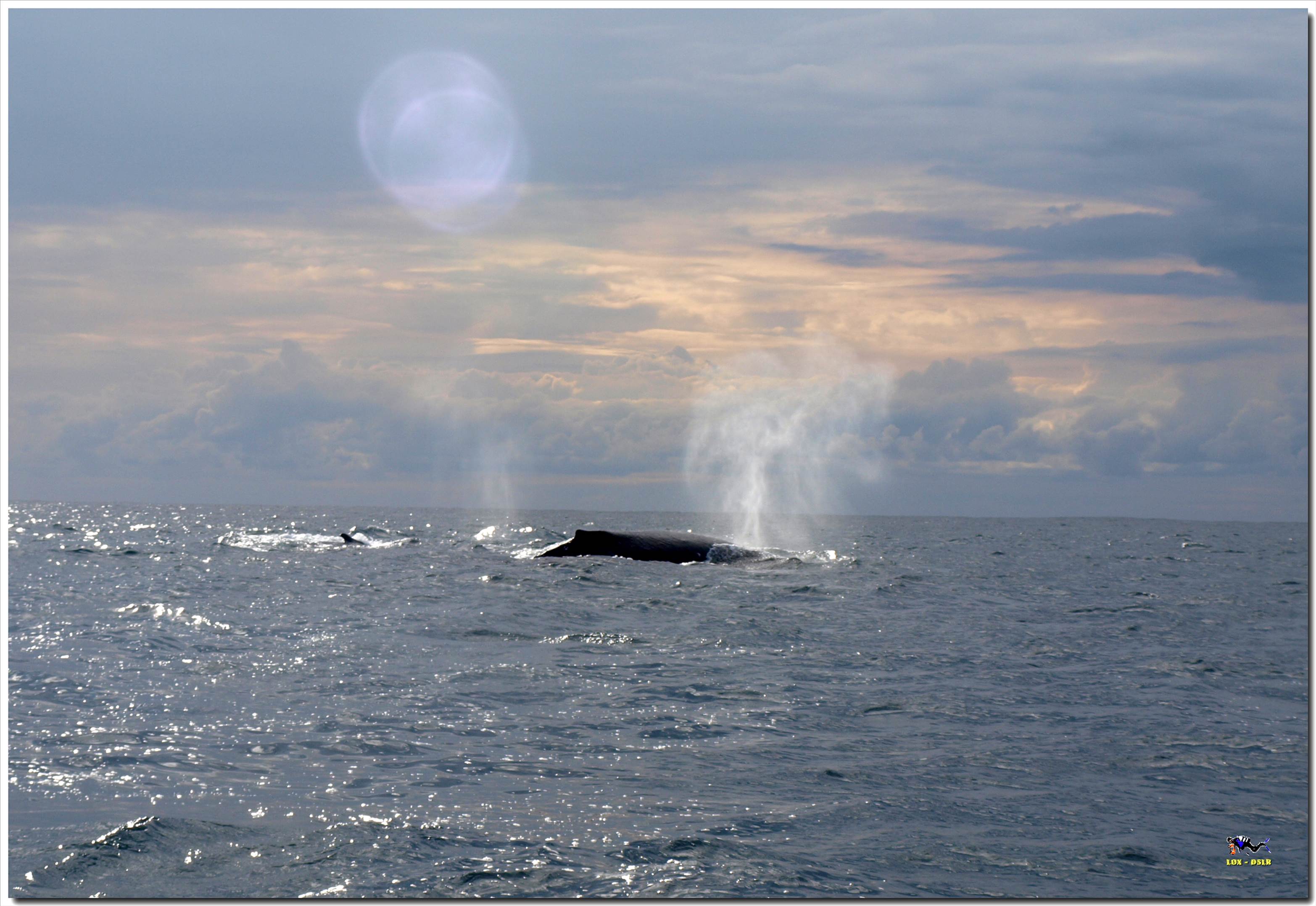 LoxPix Sub-Aqua Image