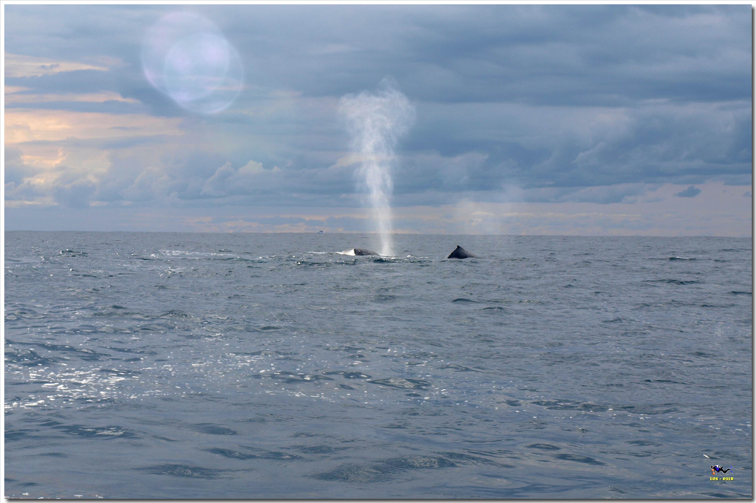 LoxPix Sub-Aqua Image