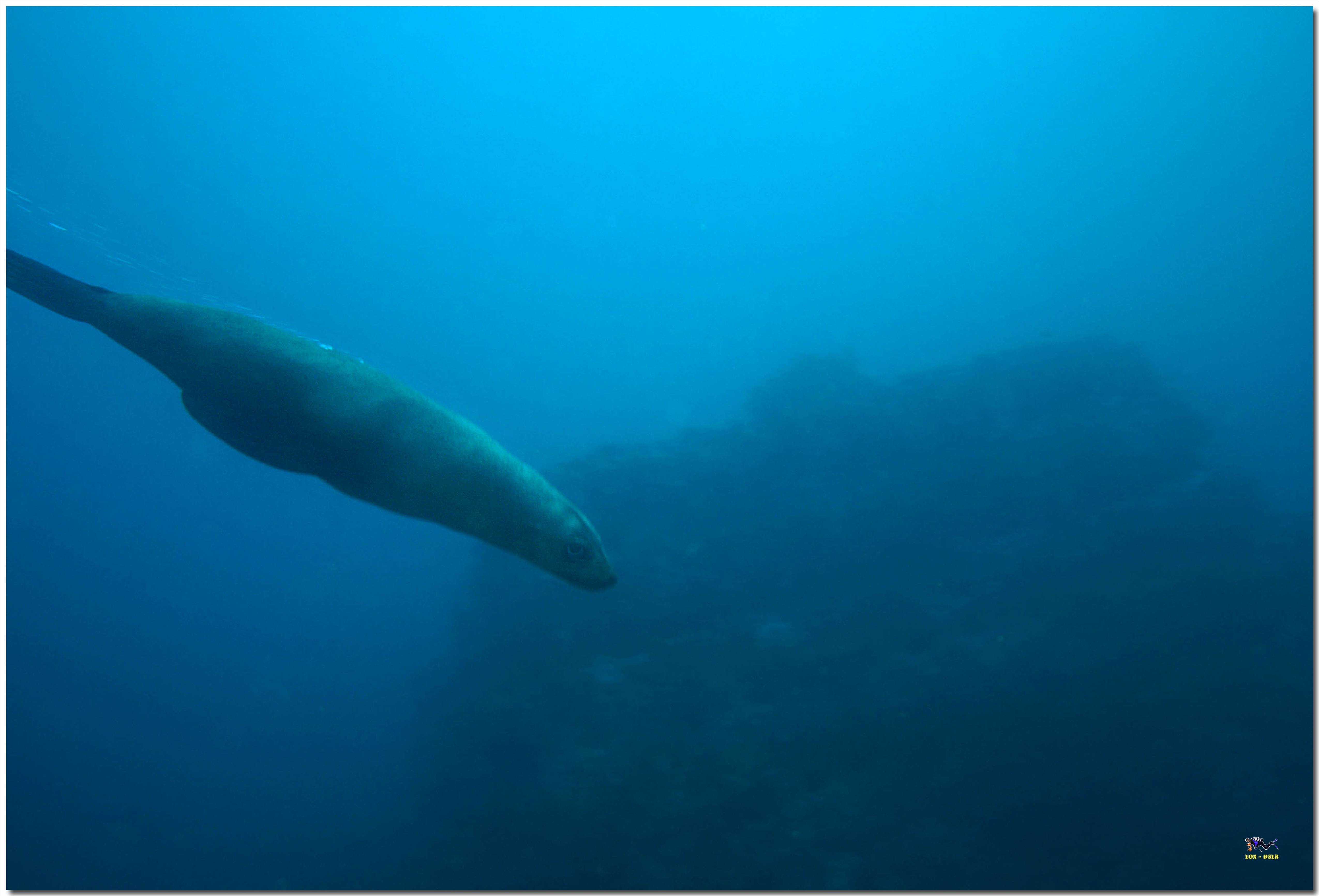 LoxPix Sub-Aqua Image