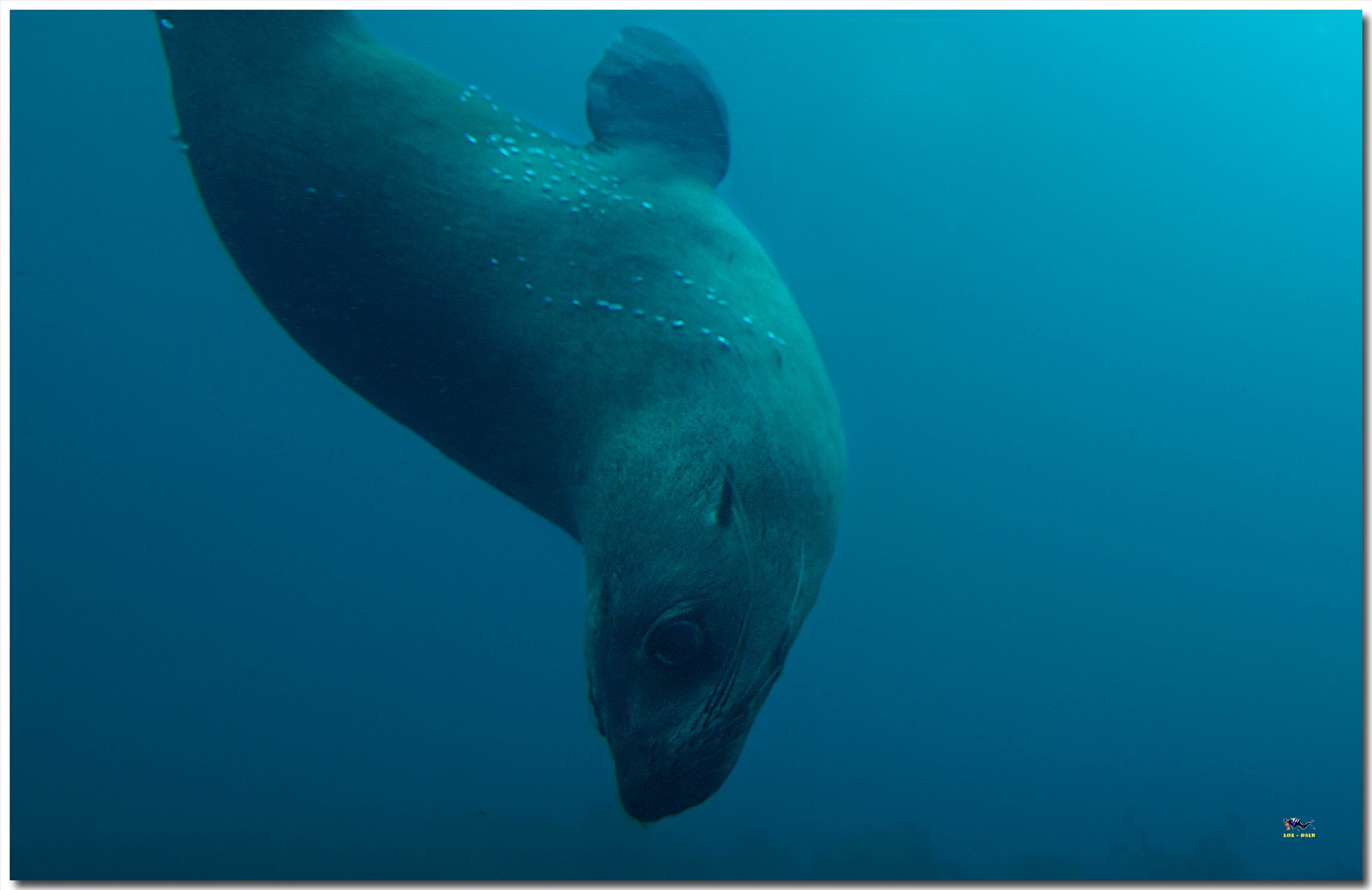 LoxPix Sub-Aqua Image