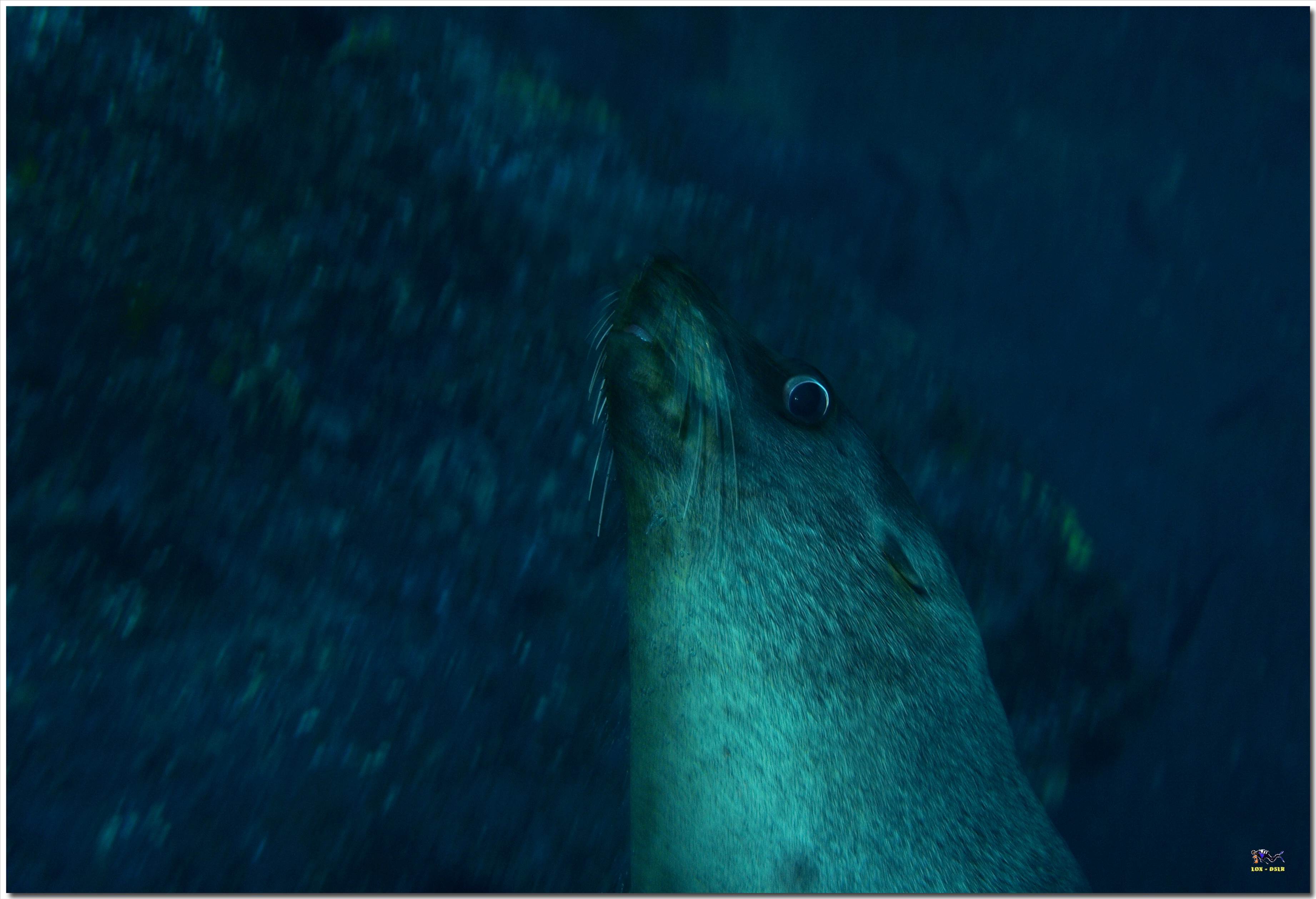 LoxPix Sub-Aqua Image