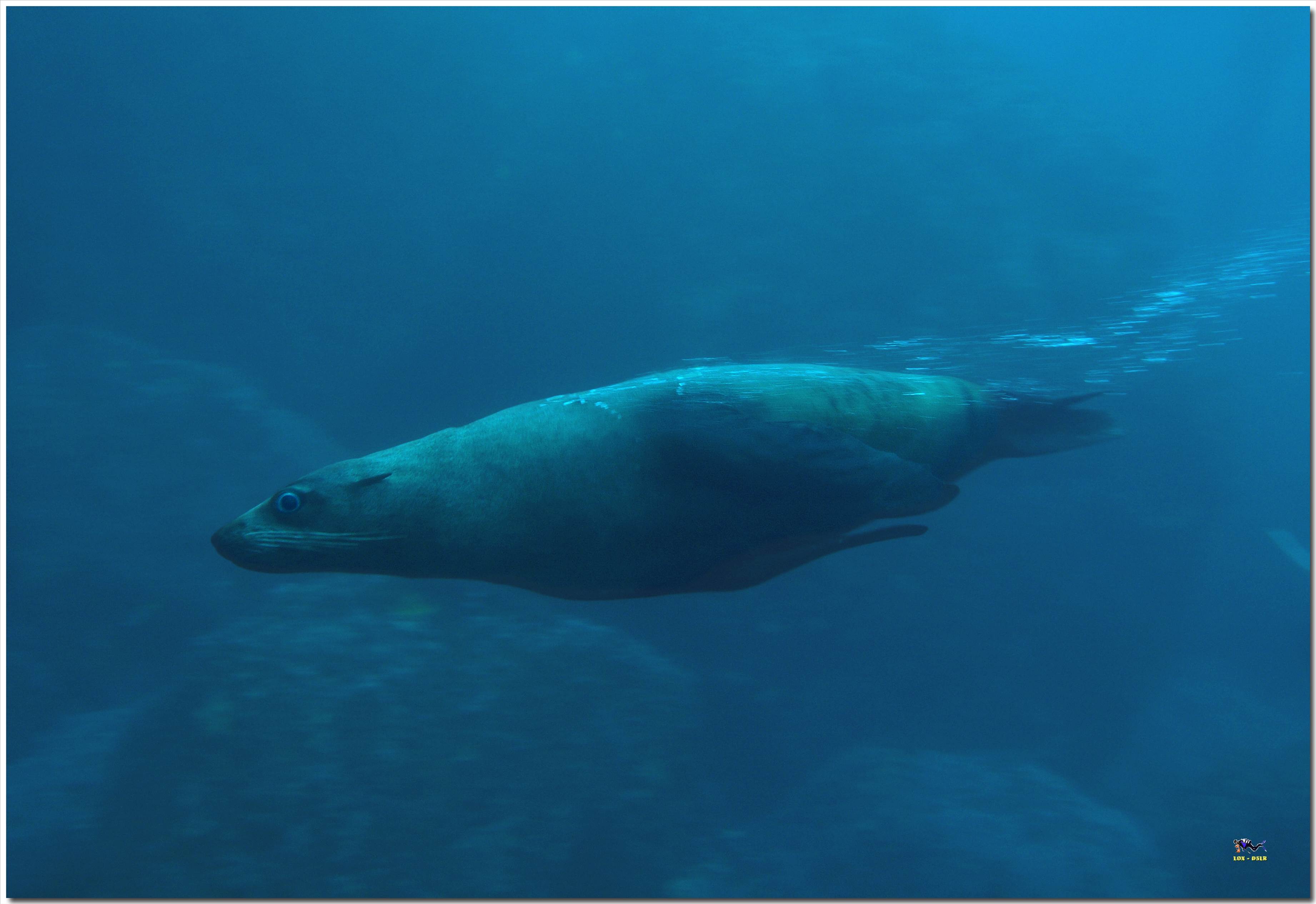 LoxPix Sub-Aqua Image