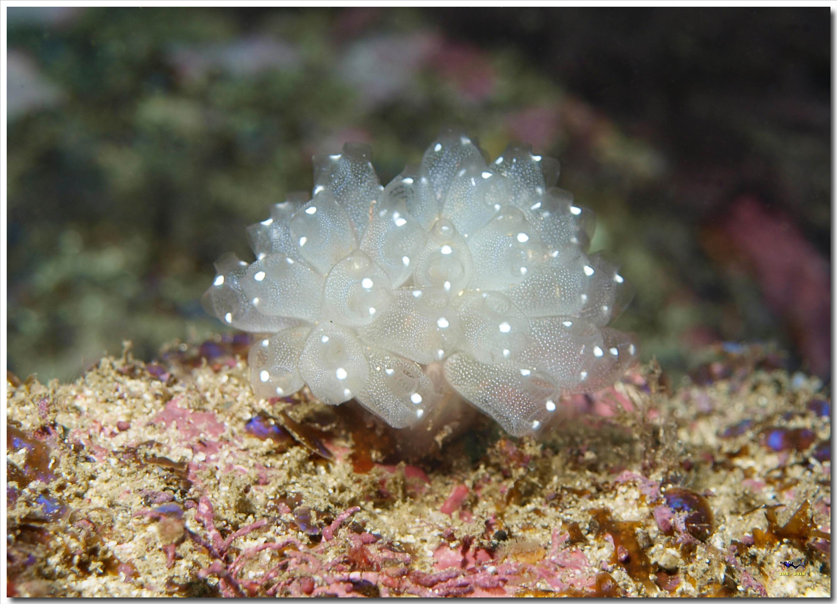 LoxPix Sub-Aqua Image