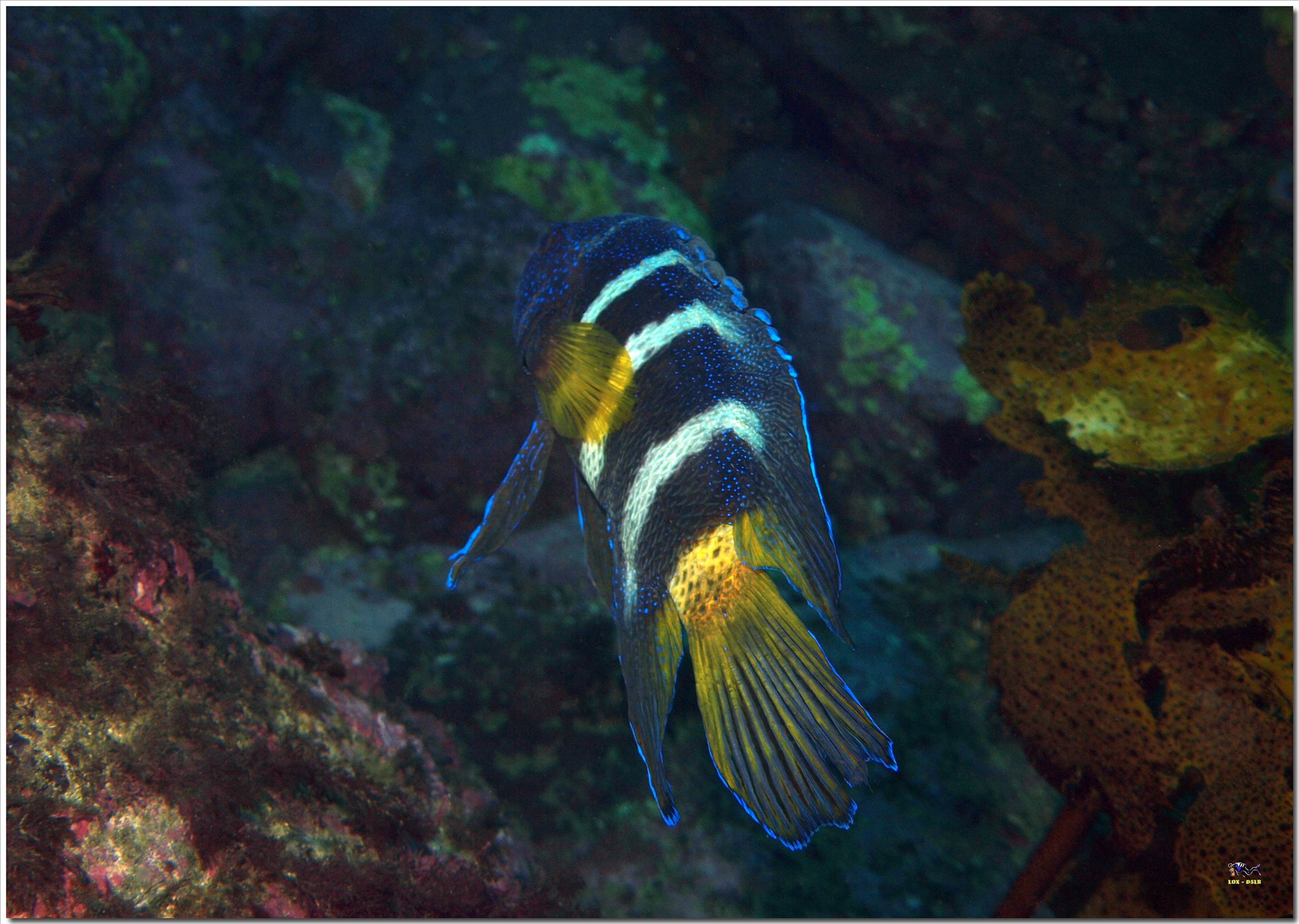 LoxPix Sub-Aqua Image