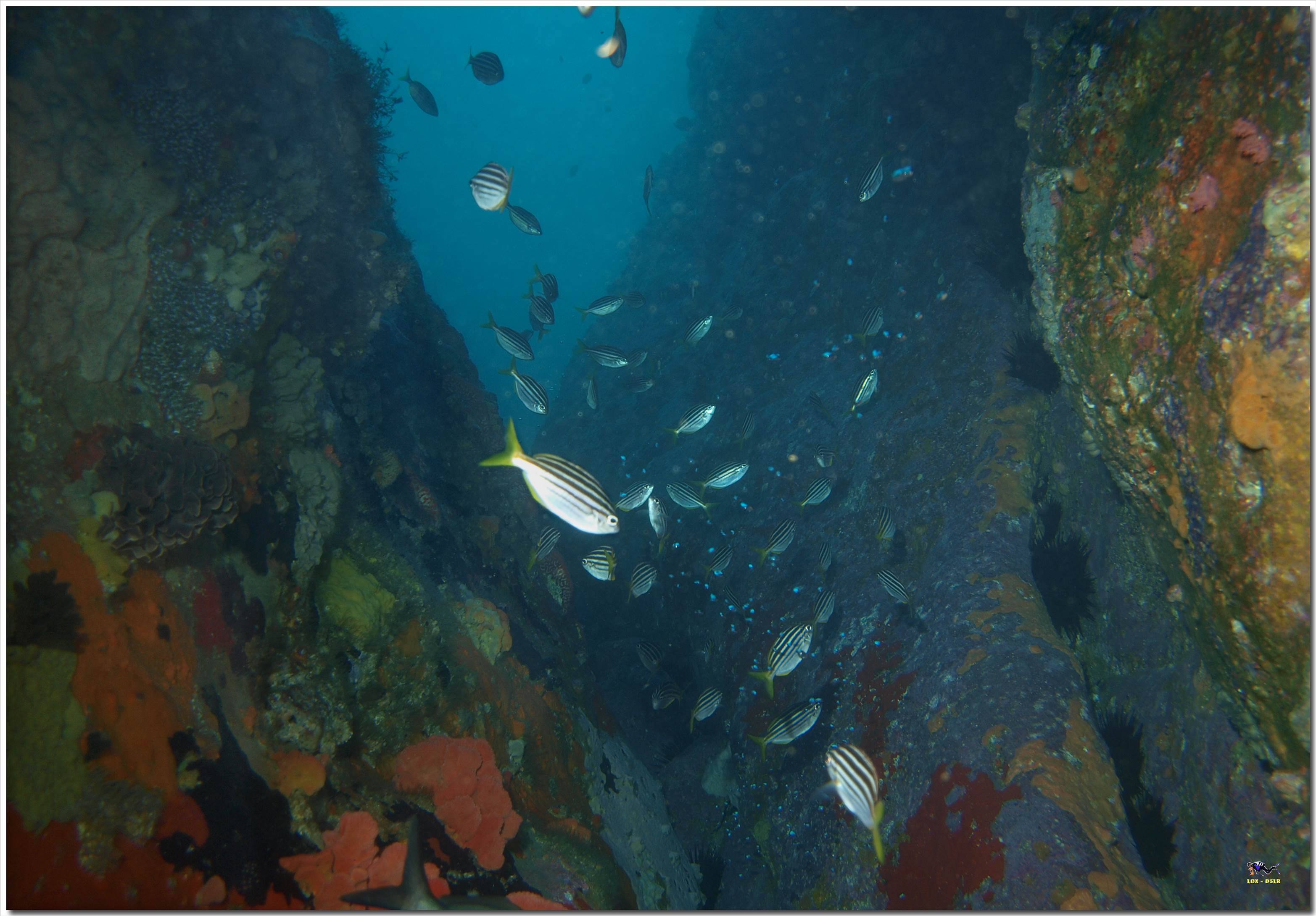 LoxPix Sub-Aqua Image