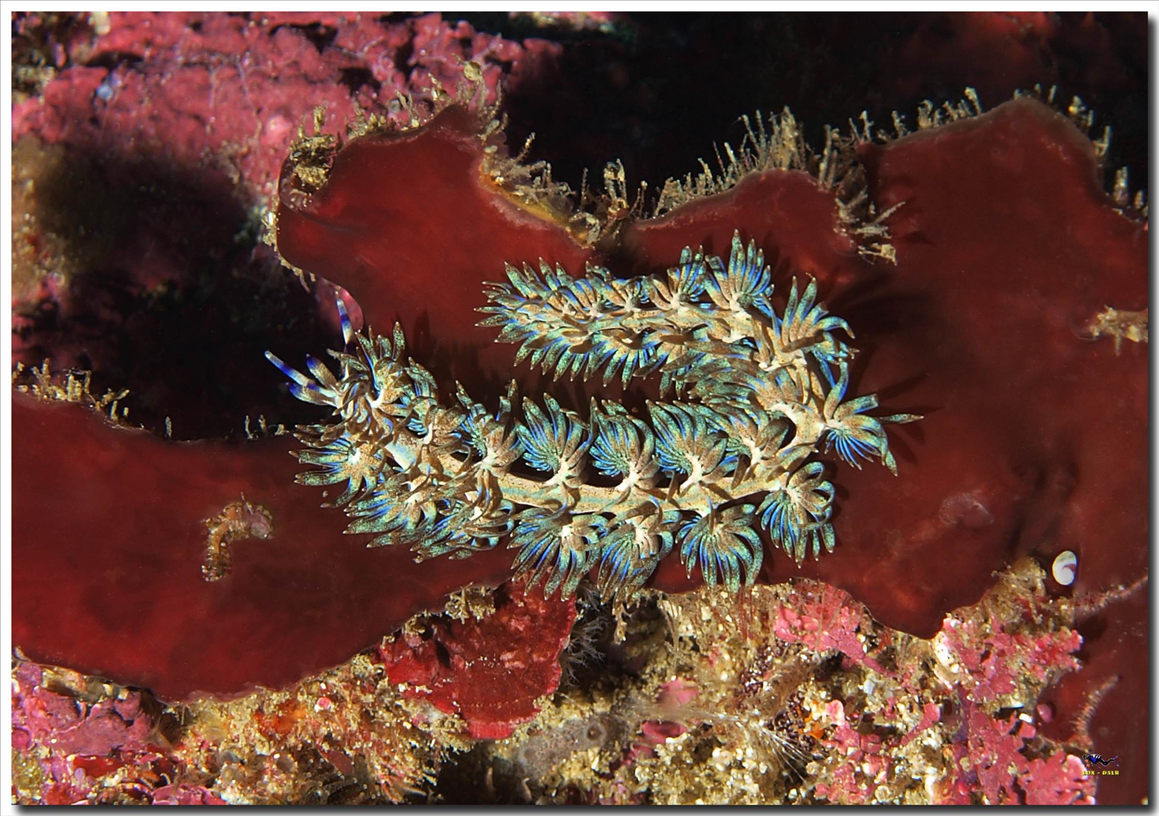 LoxPix Sub-Aqua Image