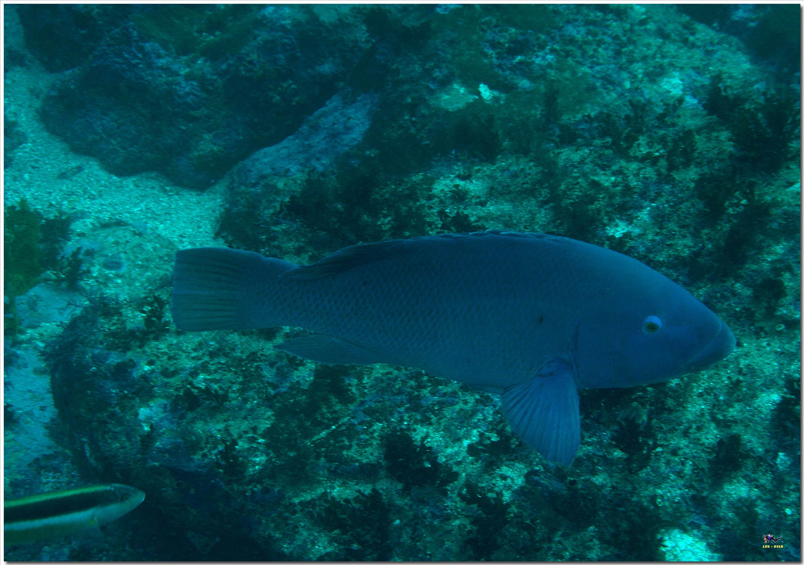 LoxPix Sub-Aqua Image