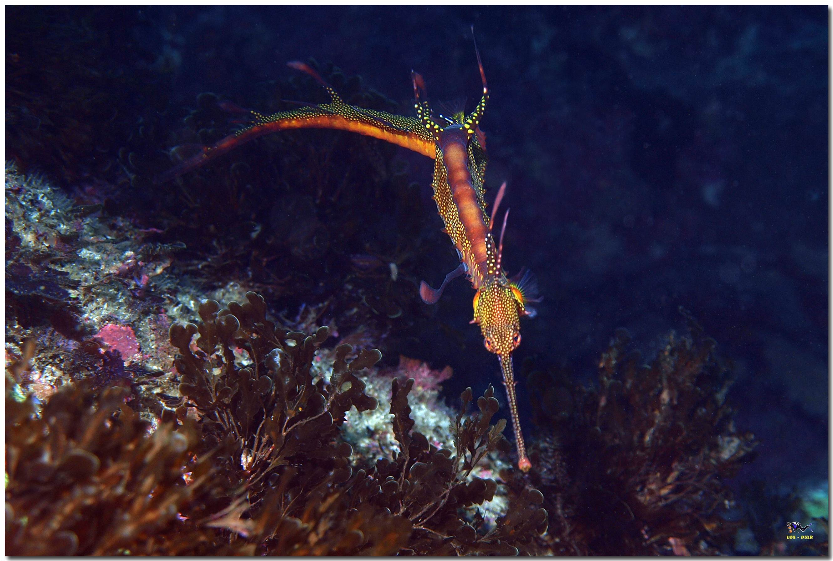 LoxPix Sub-Aqua Image