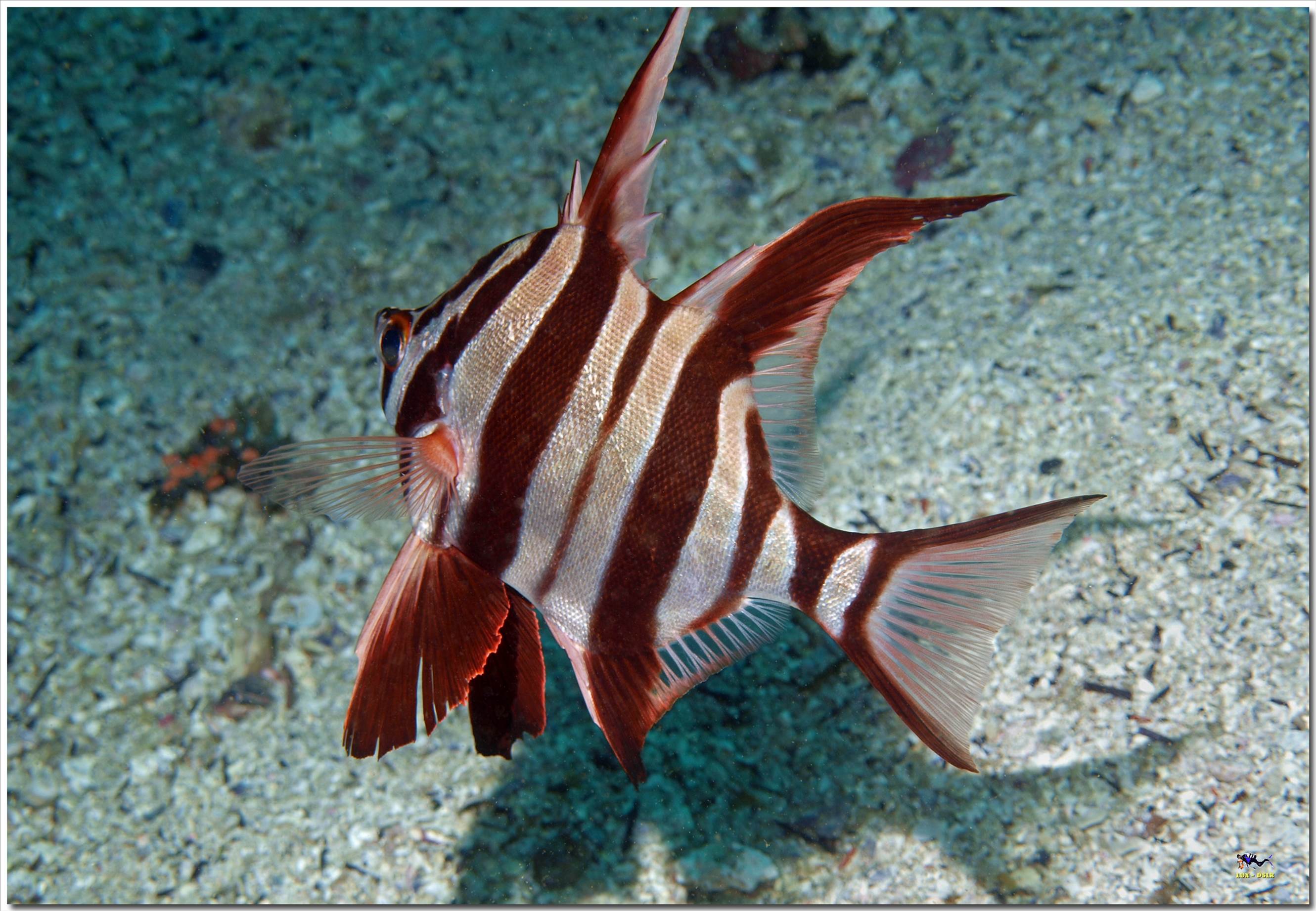 LoxPix Sub-Aqua Image