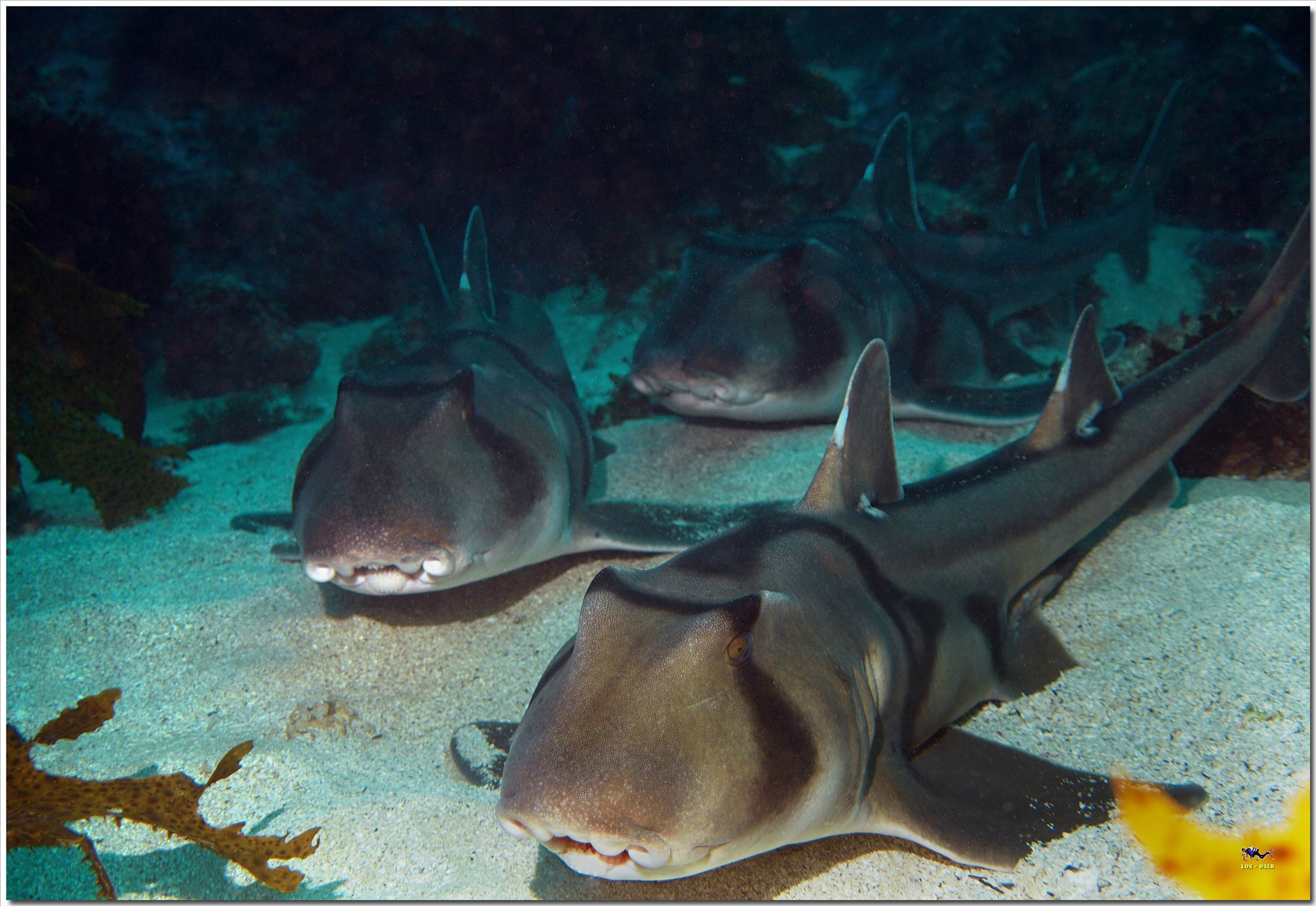 LoxPix Sub-Aqua Image