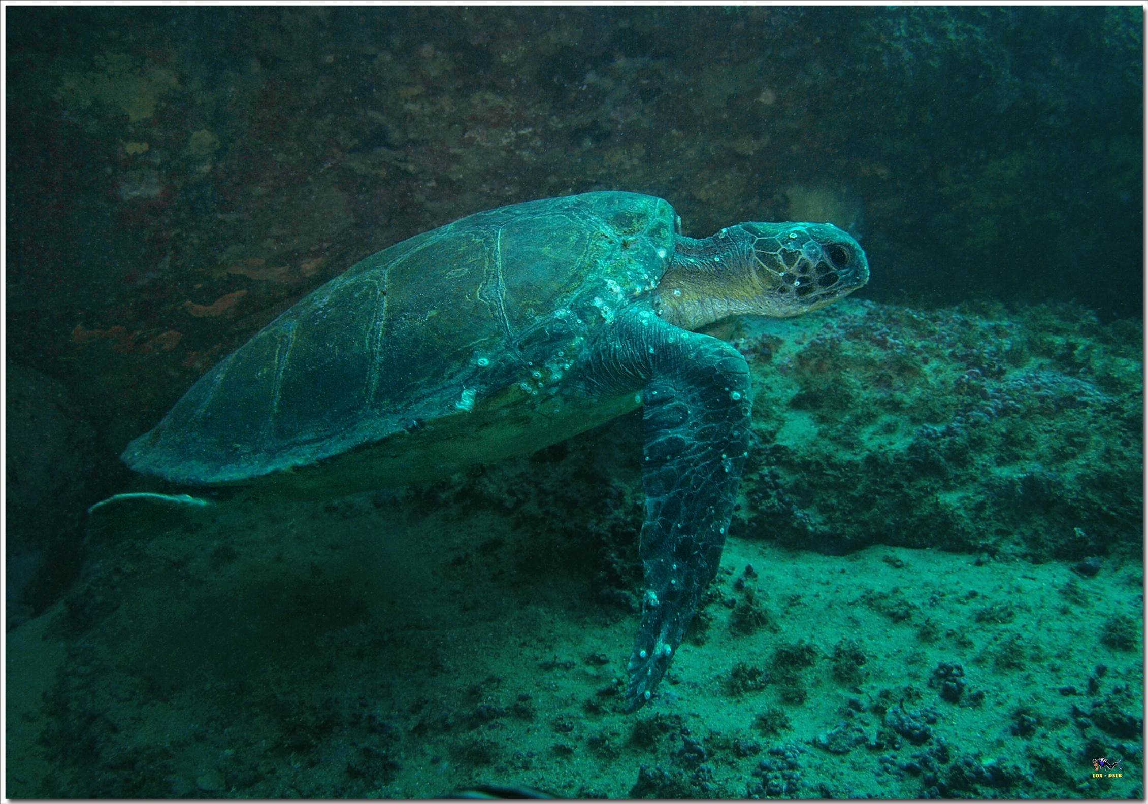 LoxPix Sub-Aqua Image