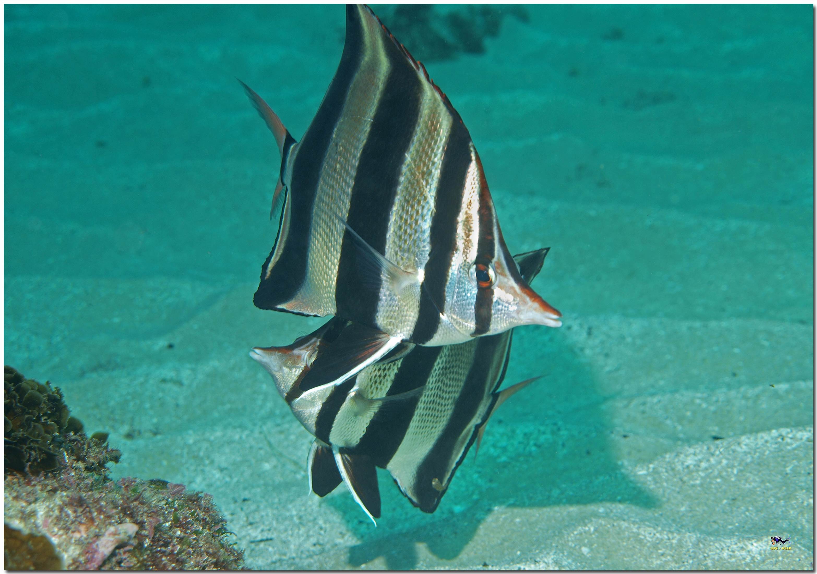 LoxPix Sub-Aqua Image