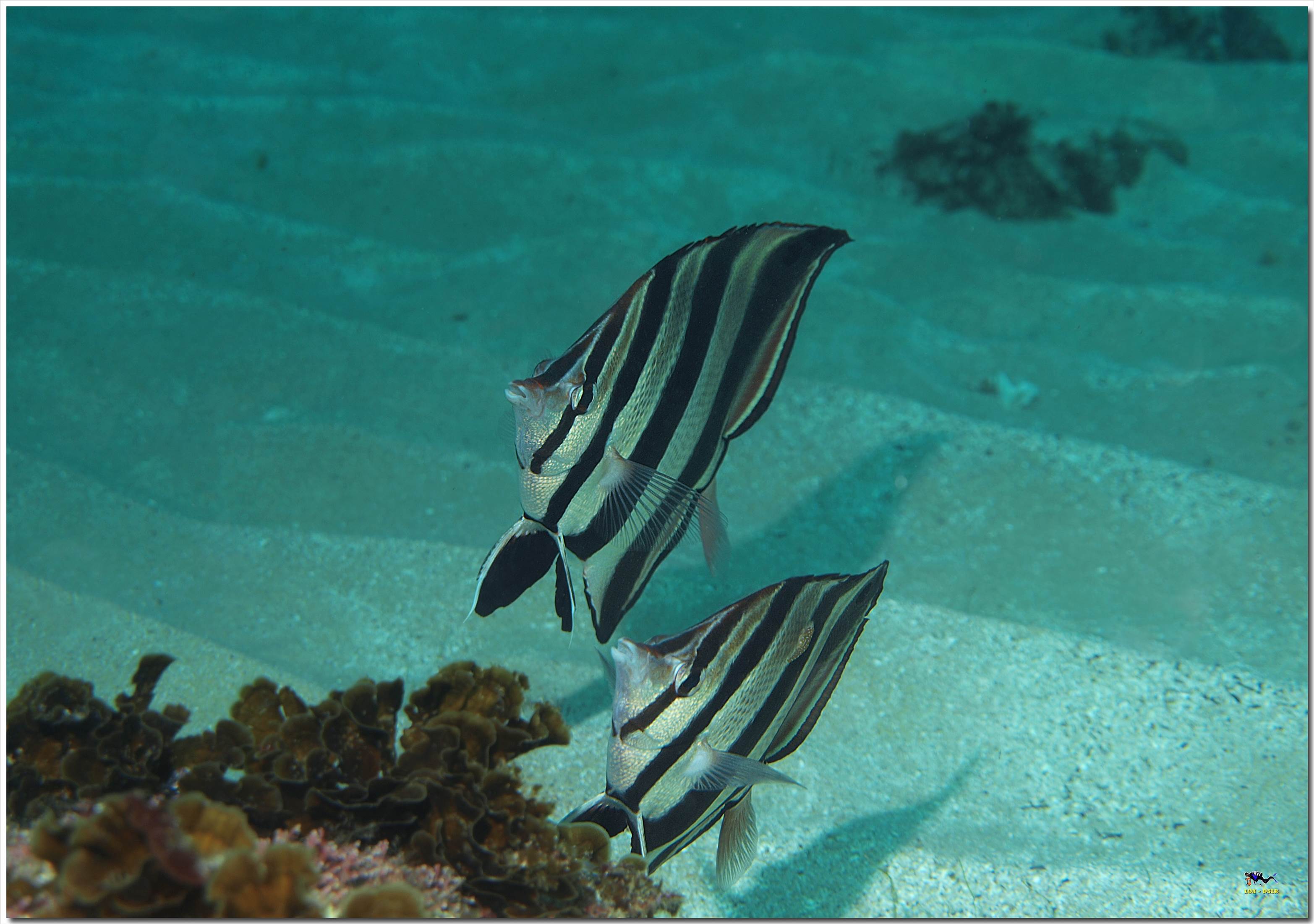 LoxPix Sub-Aqua Image