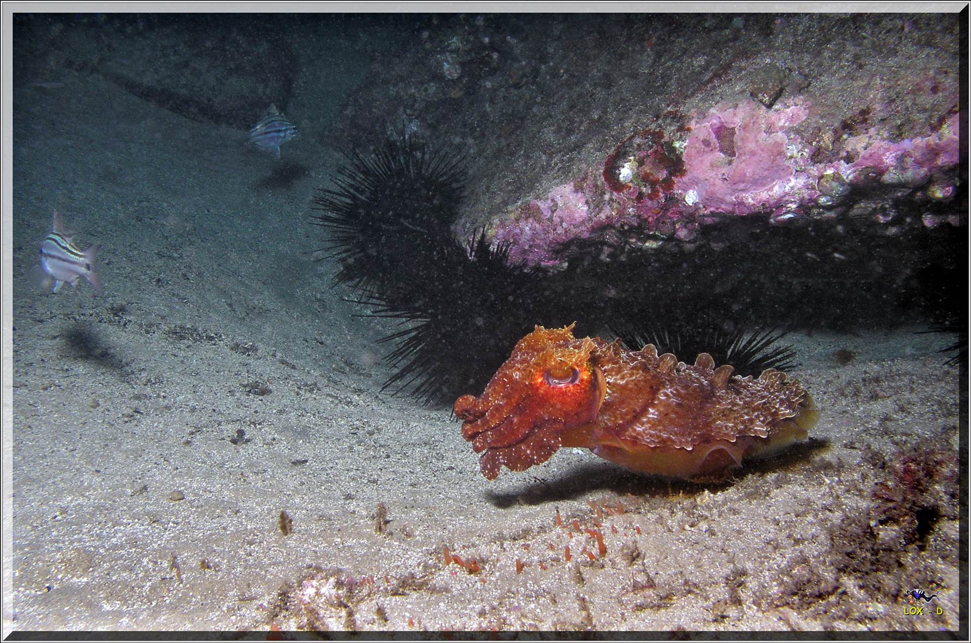 LoxPix Sub-Aqua Image